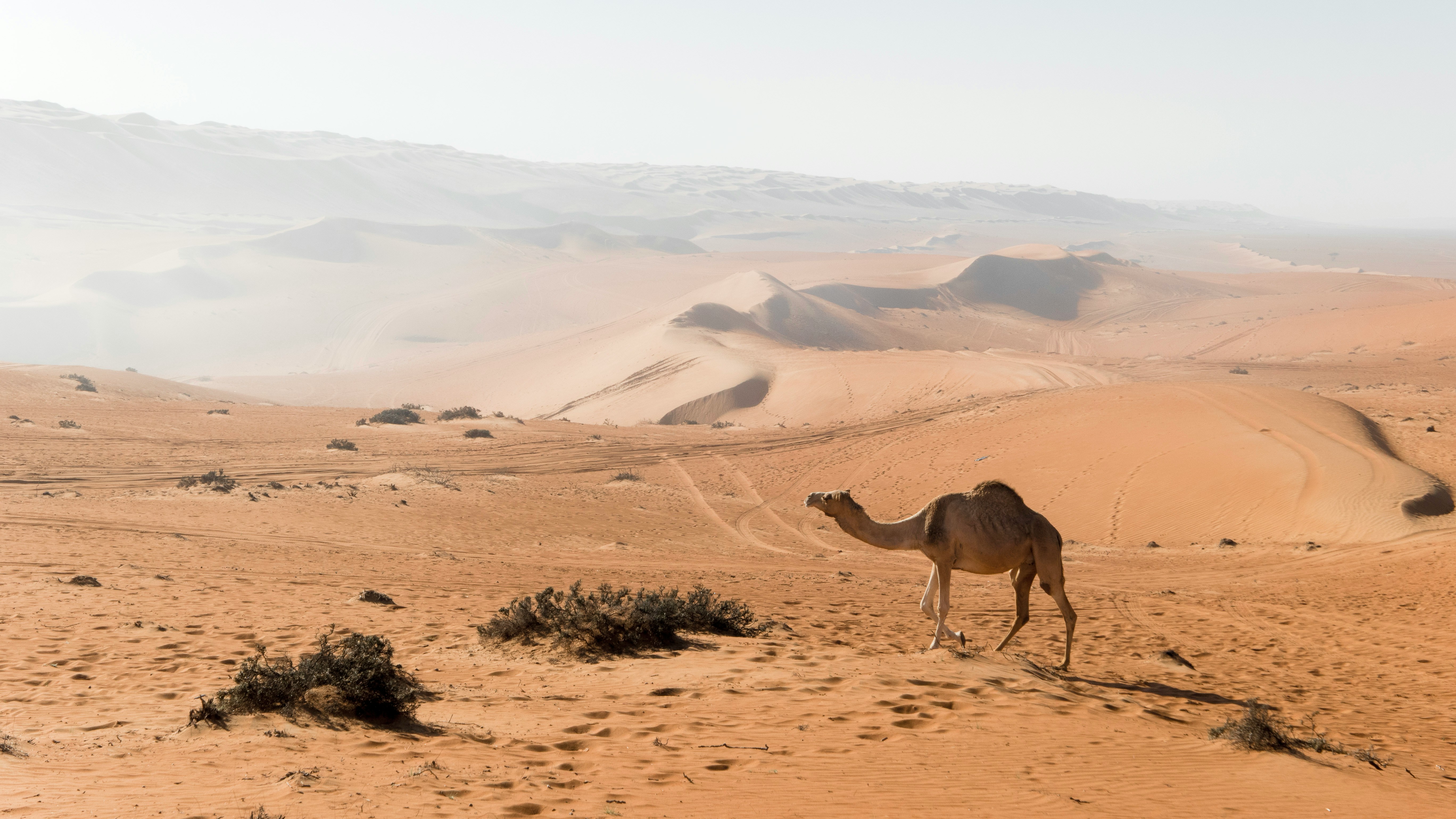 camel in the desert of wahiba sands oman