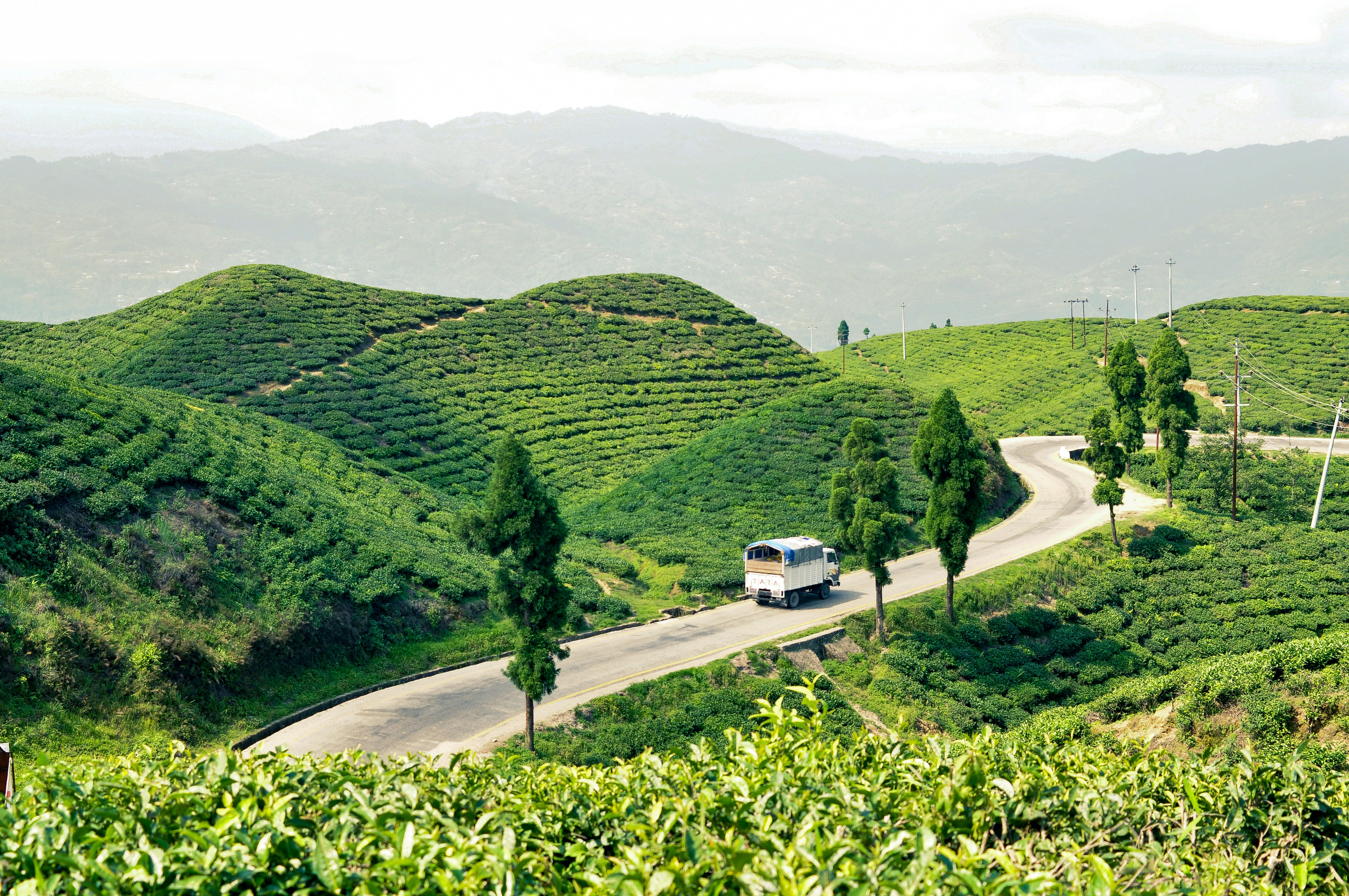 bus traversing through tea field in eastern nepal