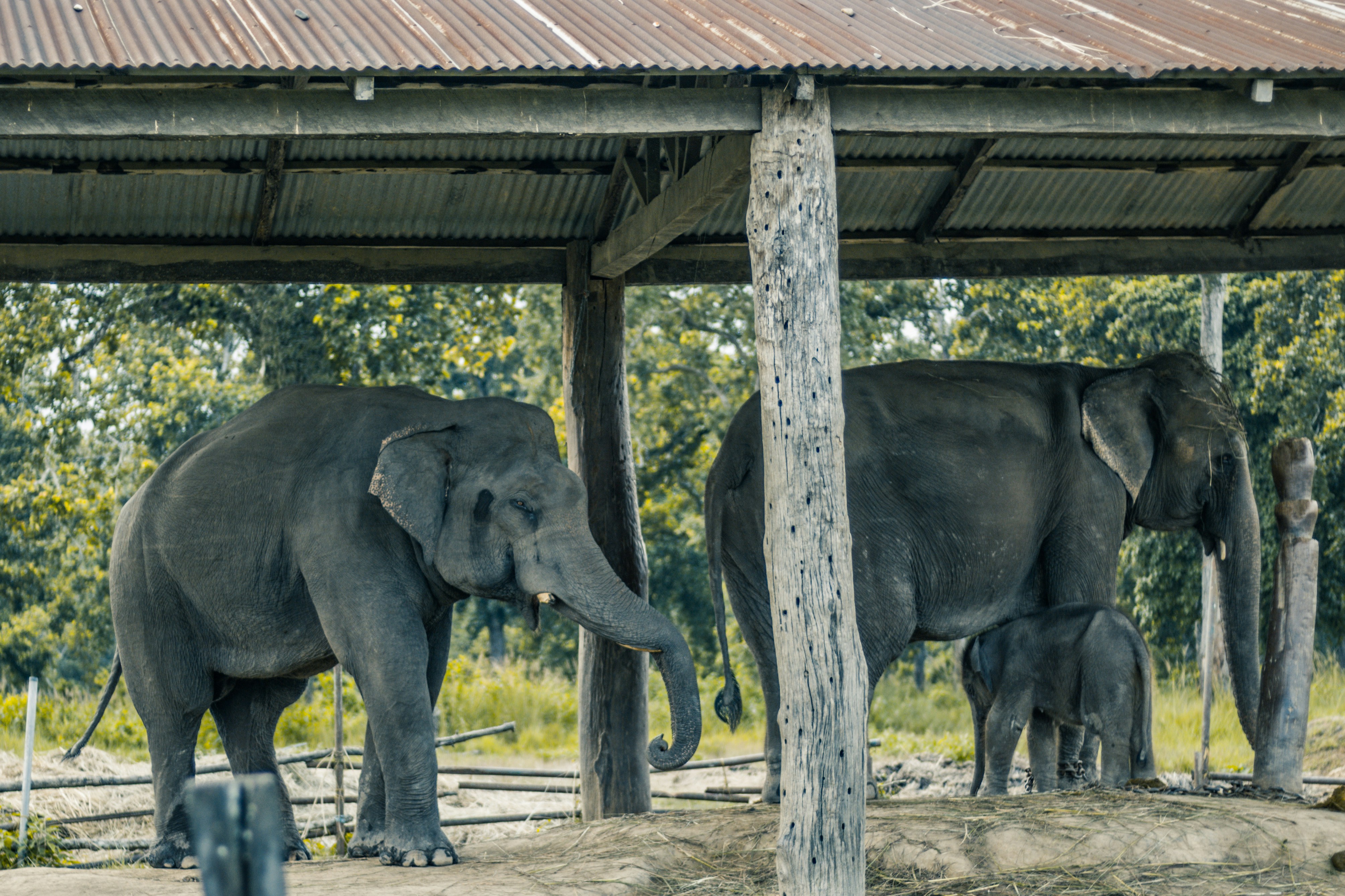 chitwan national park wild elephant