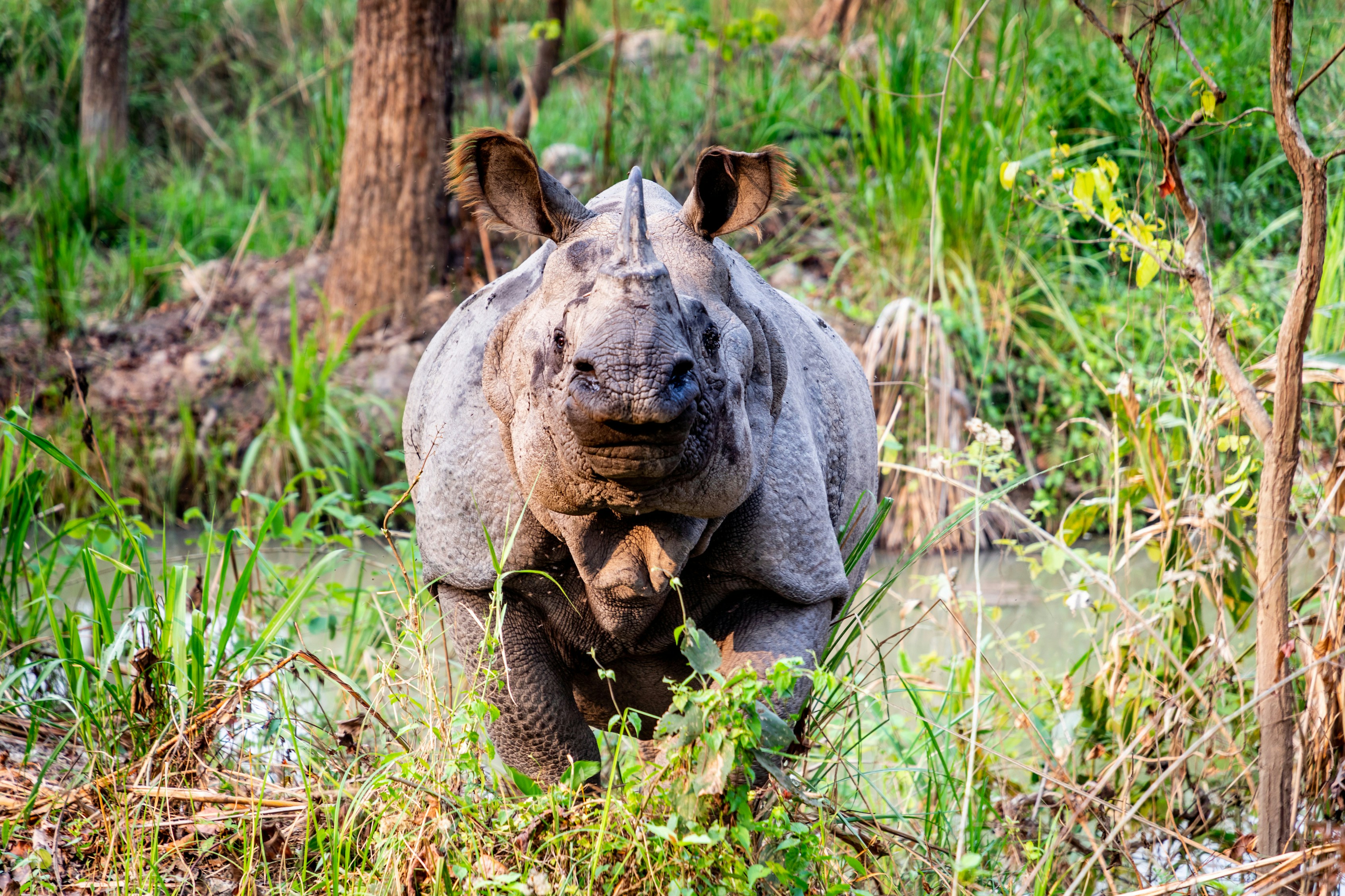one horn rhino at chitwan national park nepal