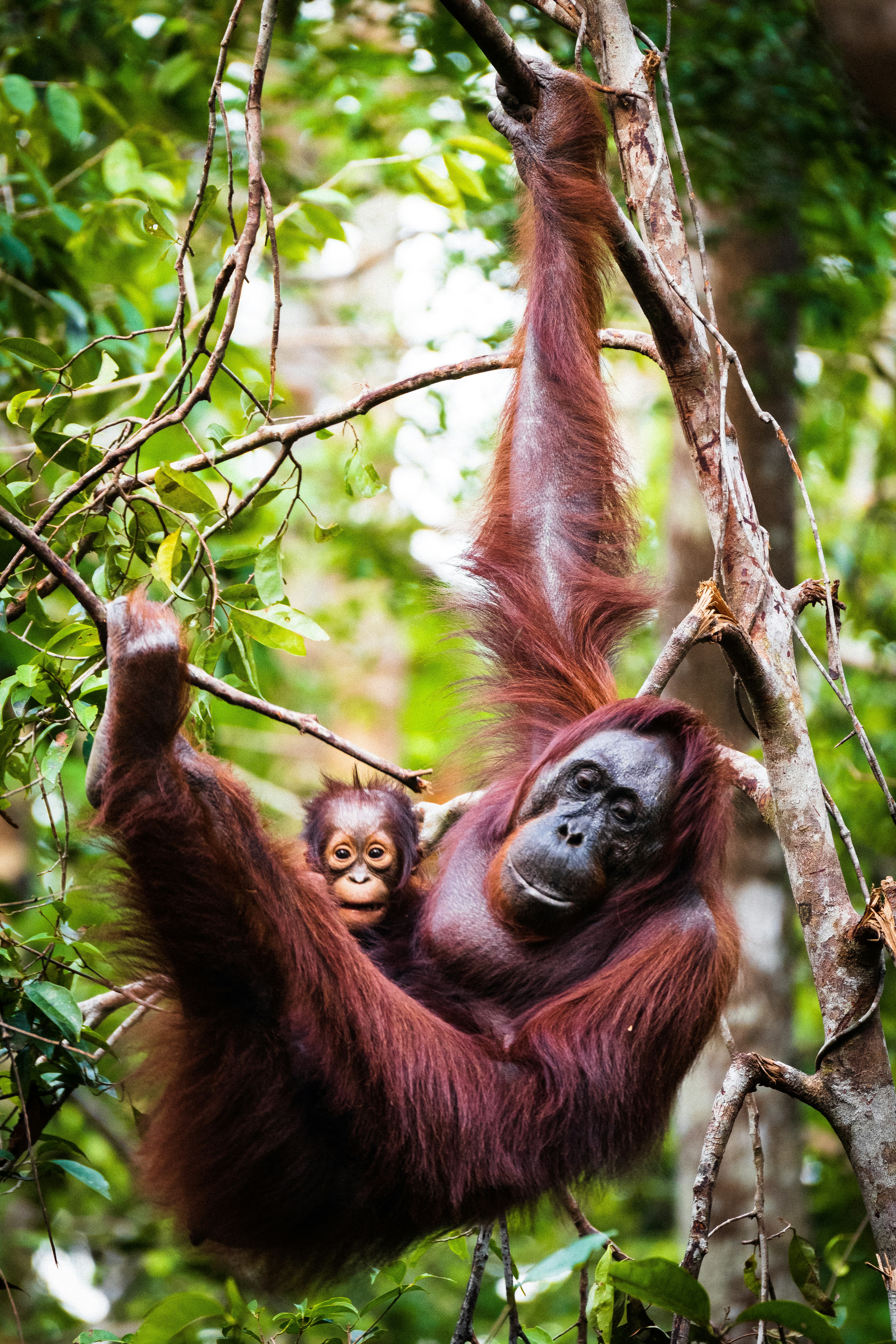 borneo jungle