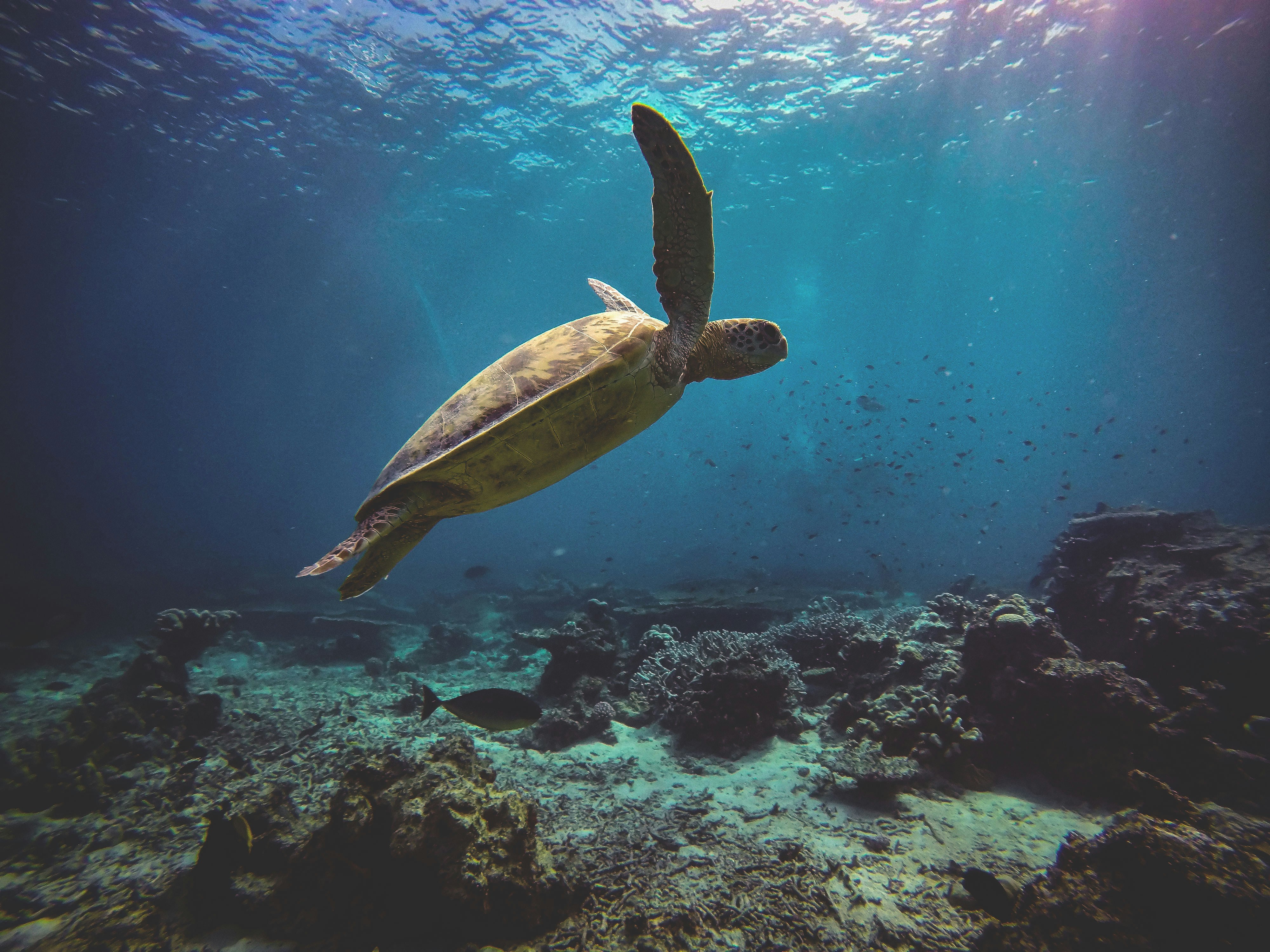 borneo schildpad