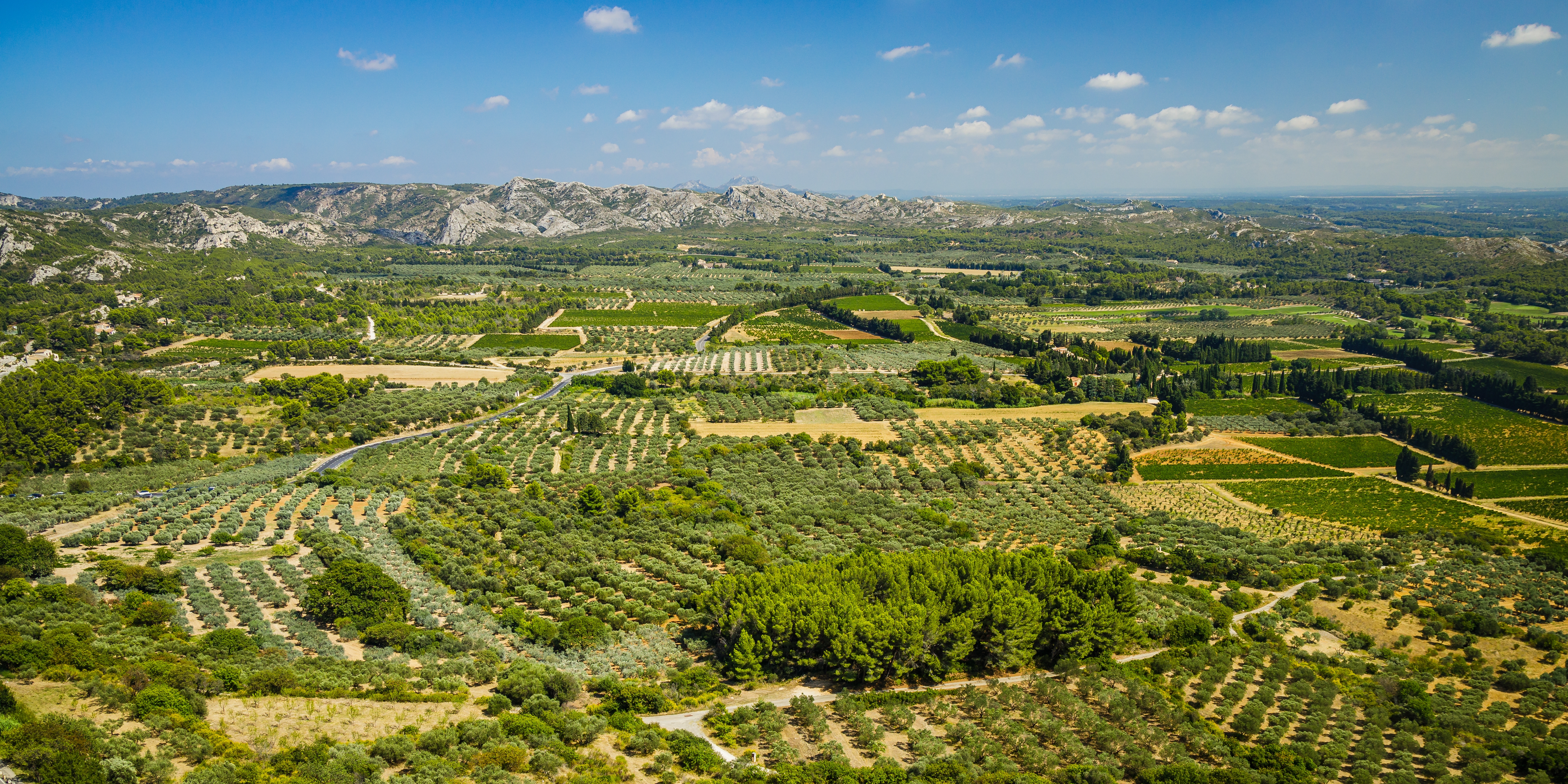 olive plantation and les alpilles mountains near les baux de provence village in provence france