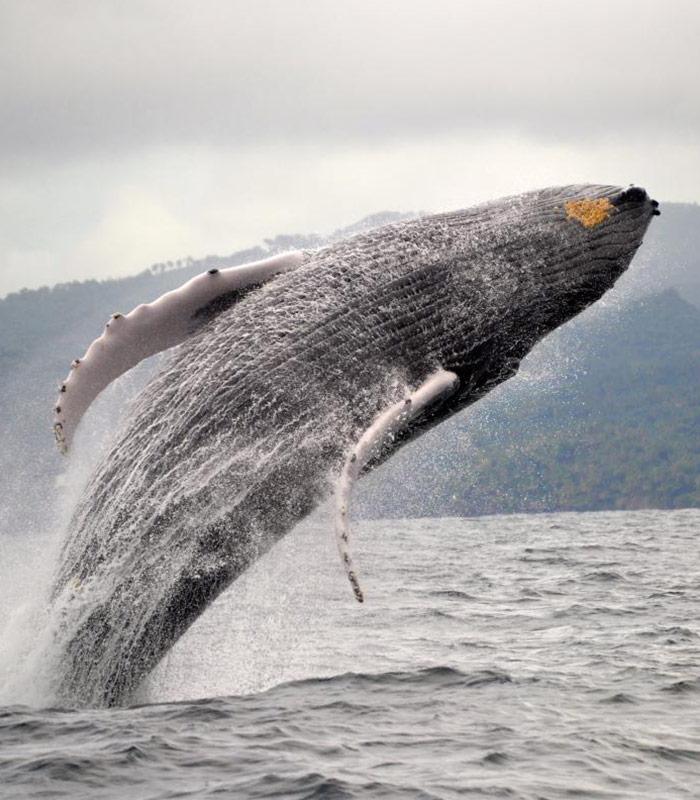 whale watching half day january march