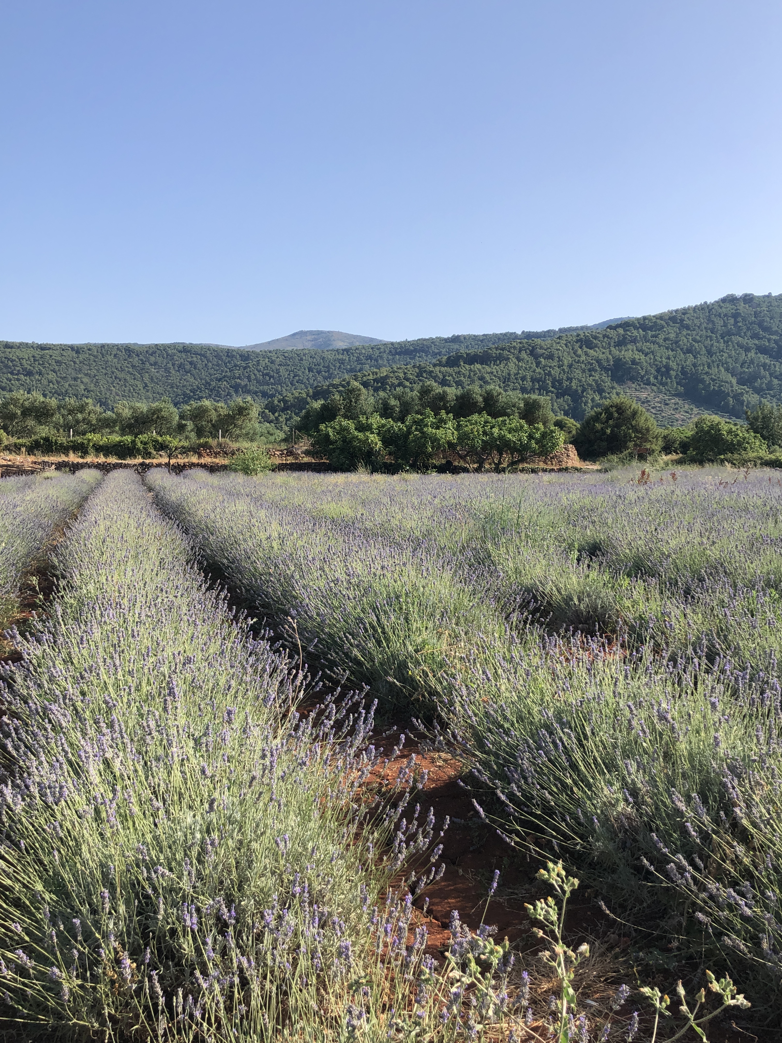 provence nature