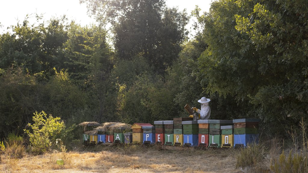 organic estate honey bees