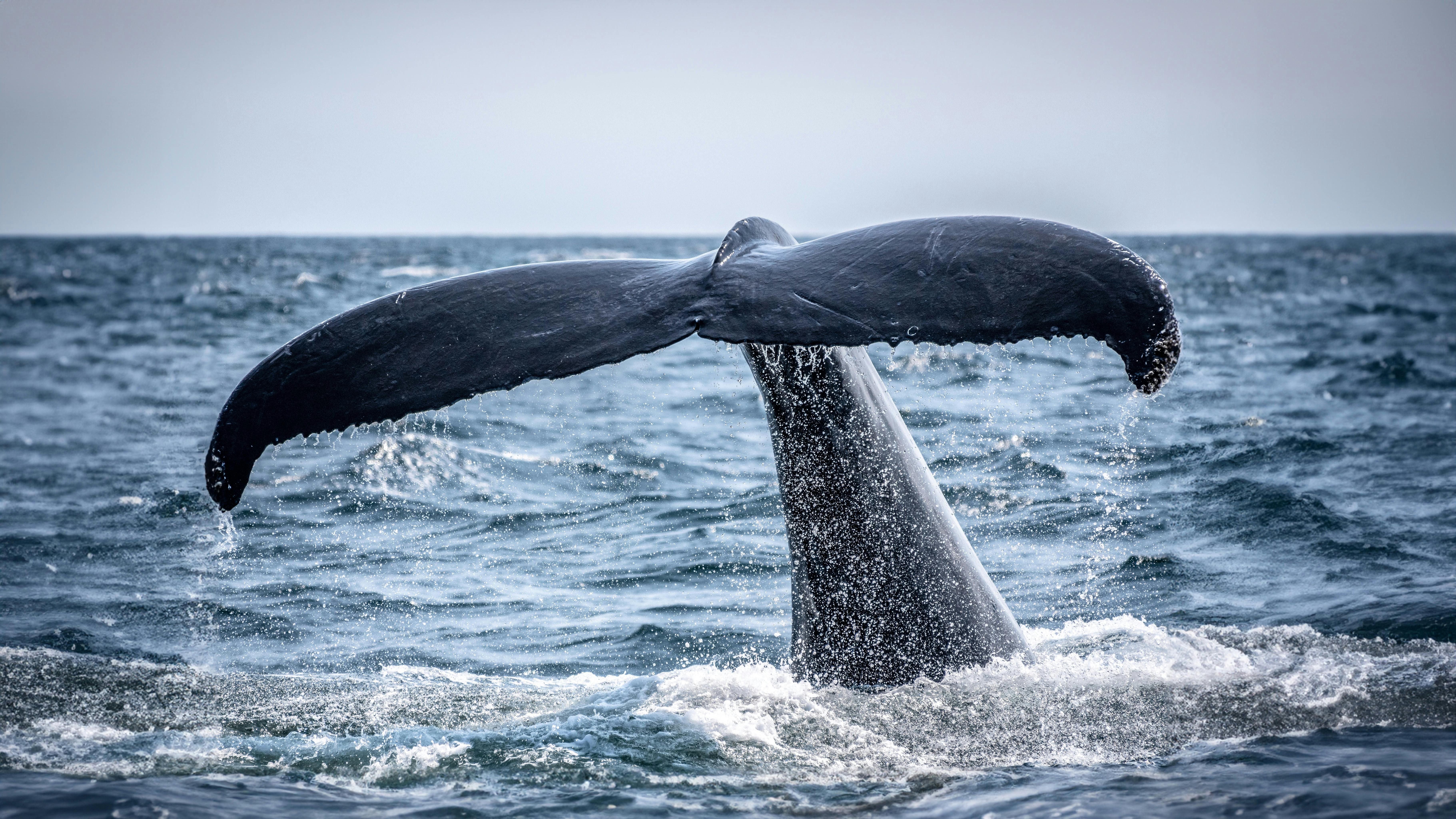walvis