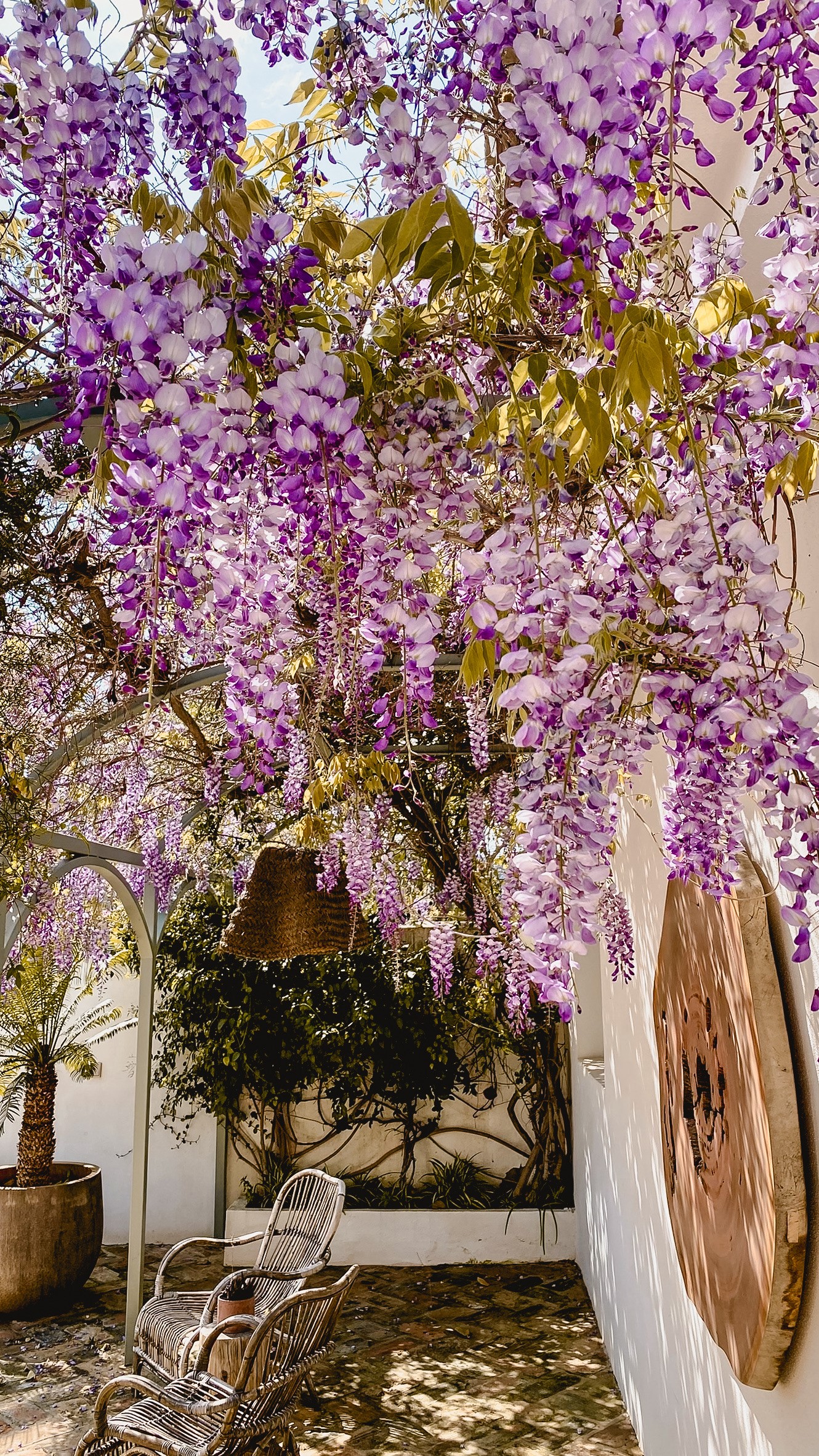 viluz patio flowers