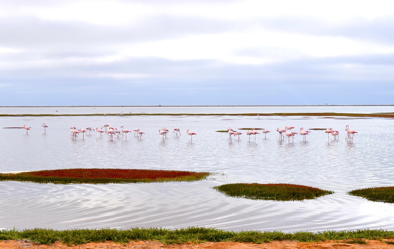 flamingos 3839829 1280