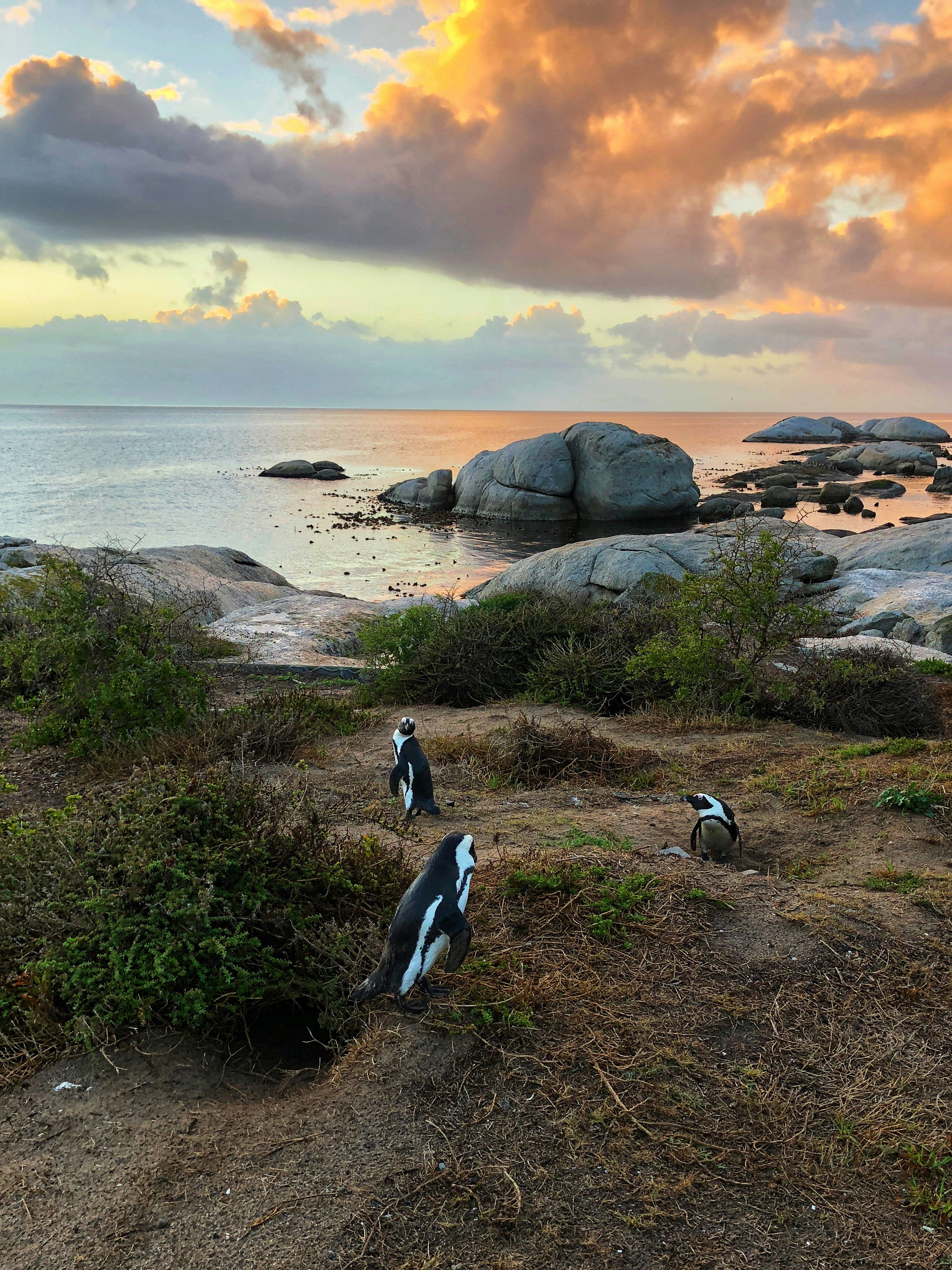 penguins