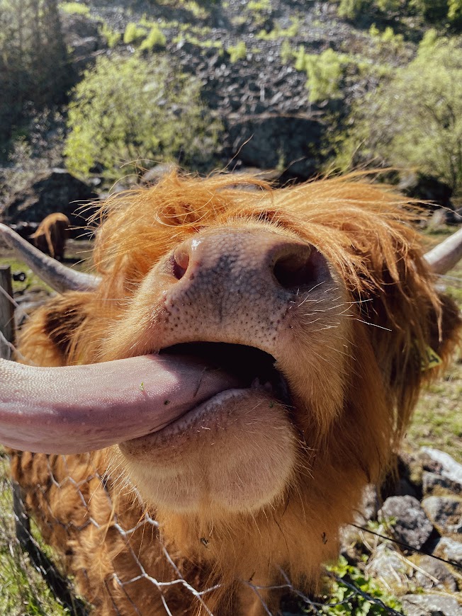 cow flam