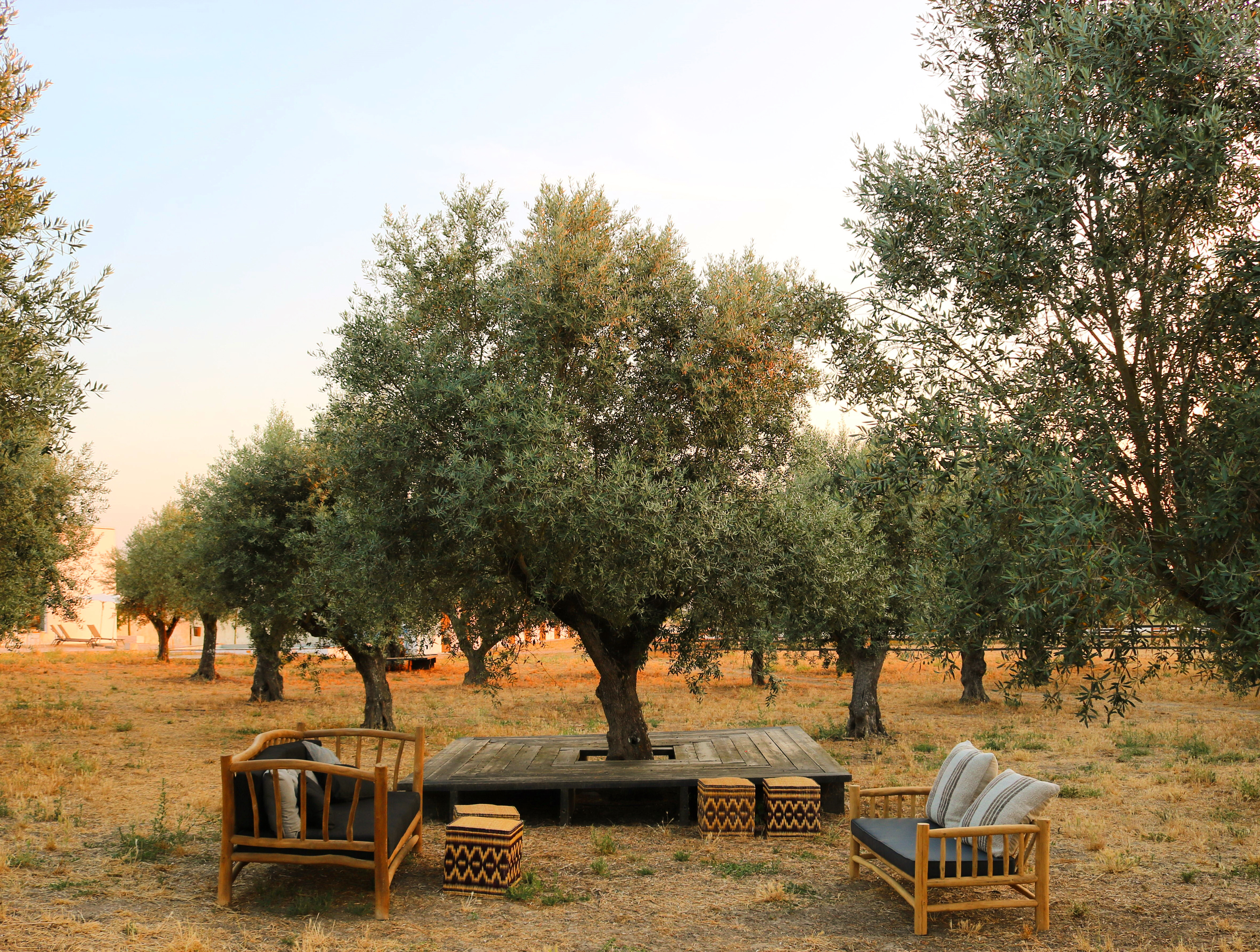 olive grove 1