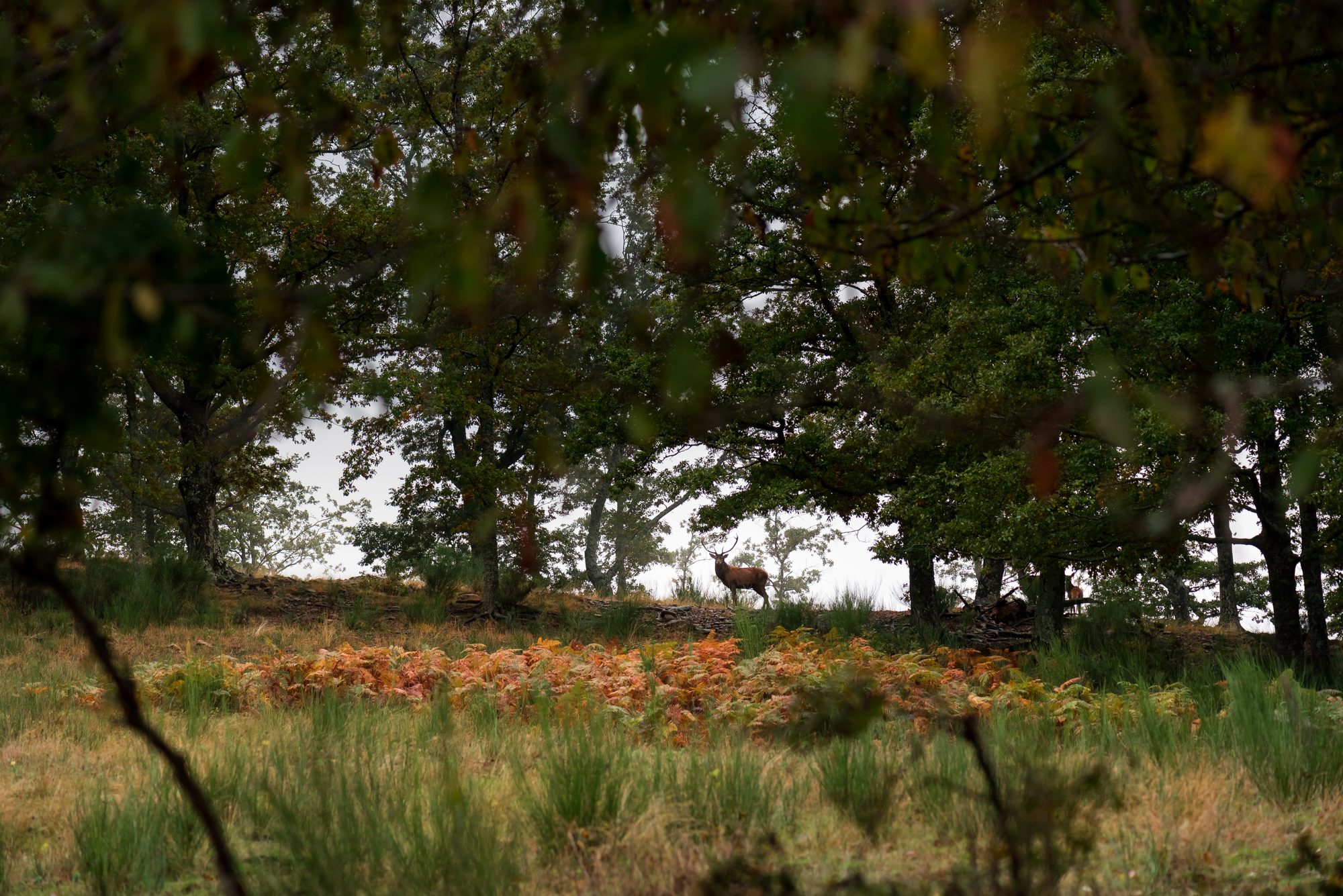 oasyhotel deer copia