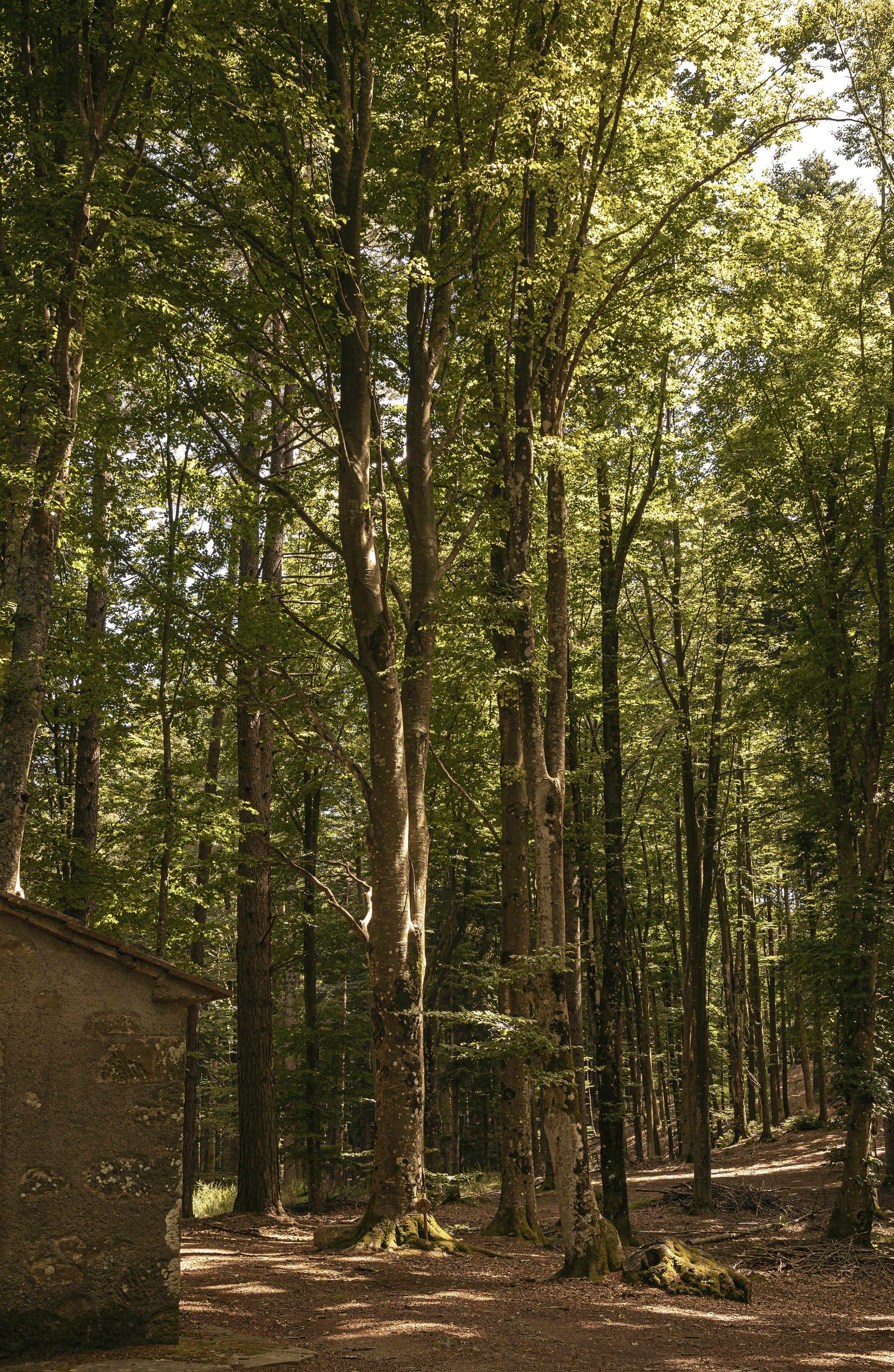 oasyhotel forest bathing 090