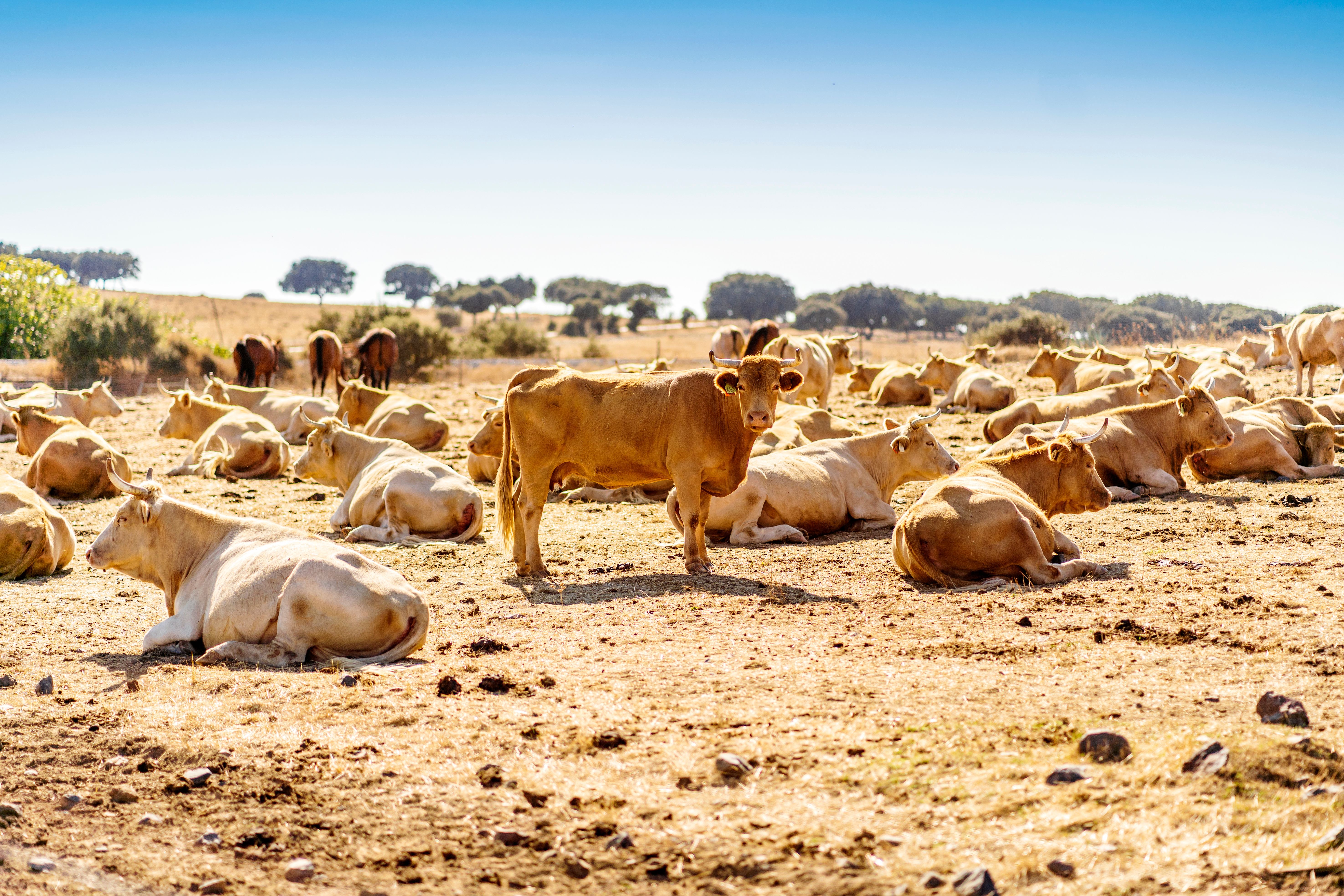 shutterstock 1918089719