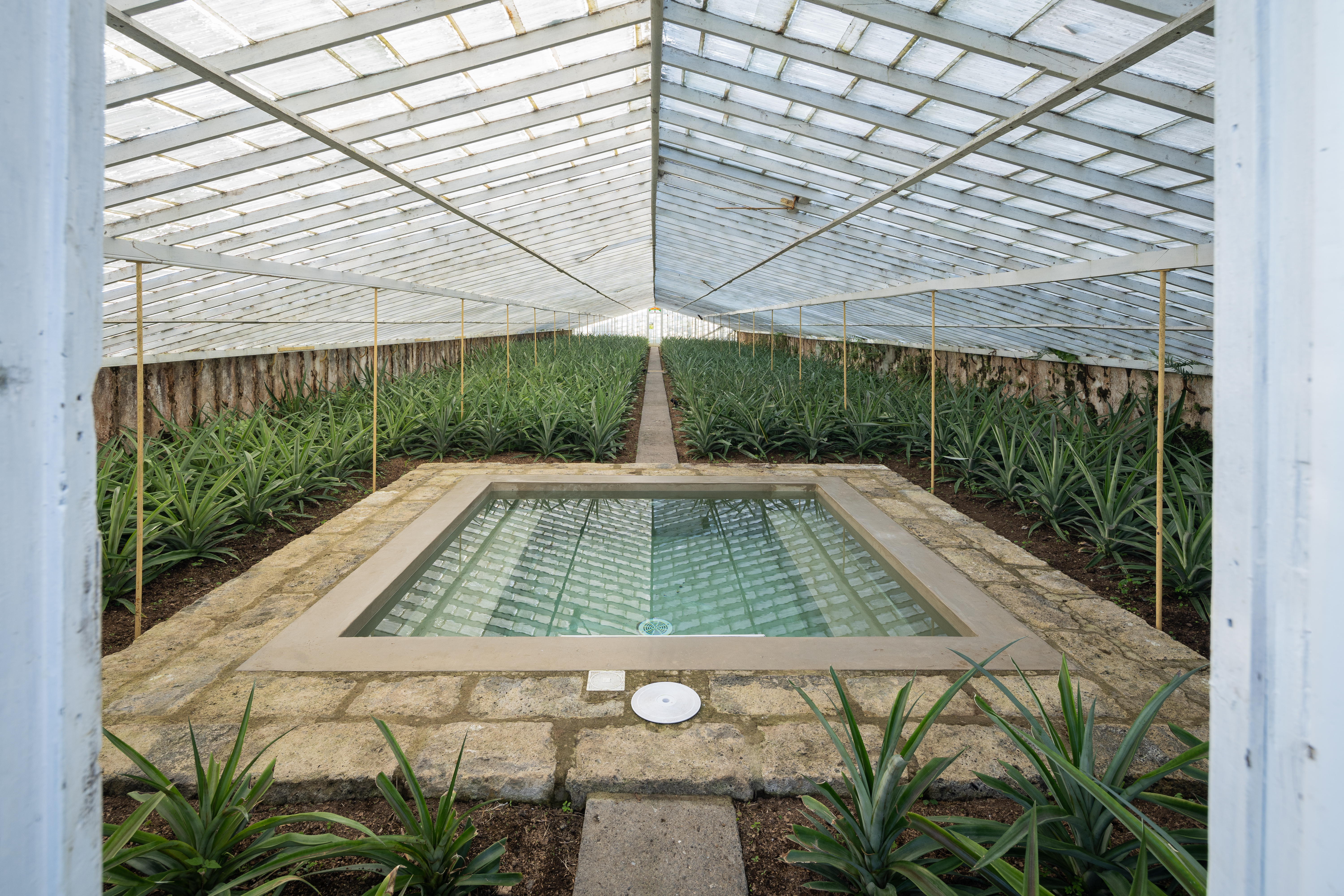 pineapple greenhouse plunge pool