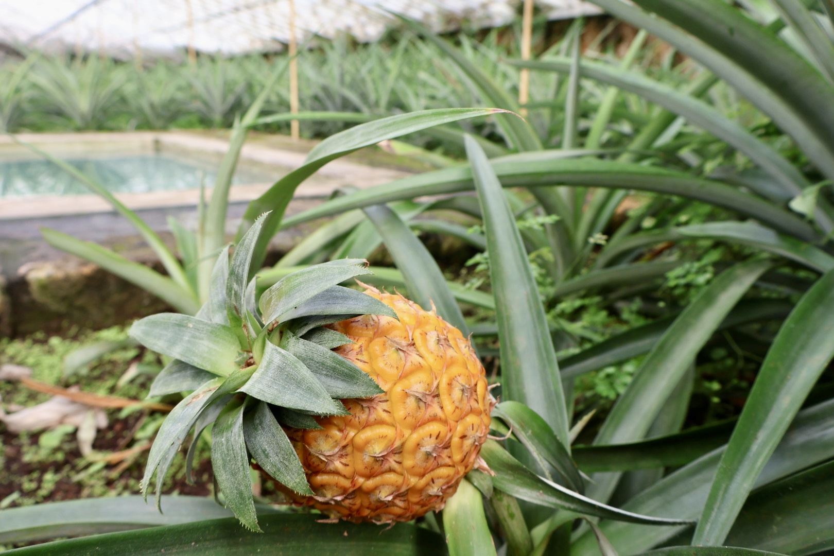 pineapple greenhouse