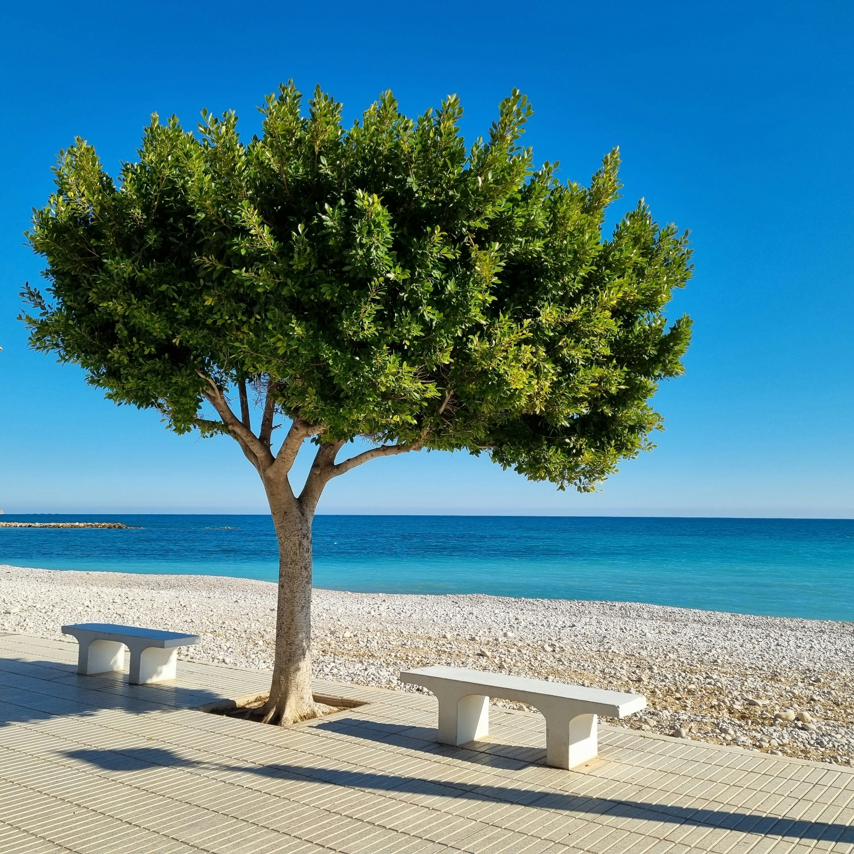altea zee