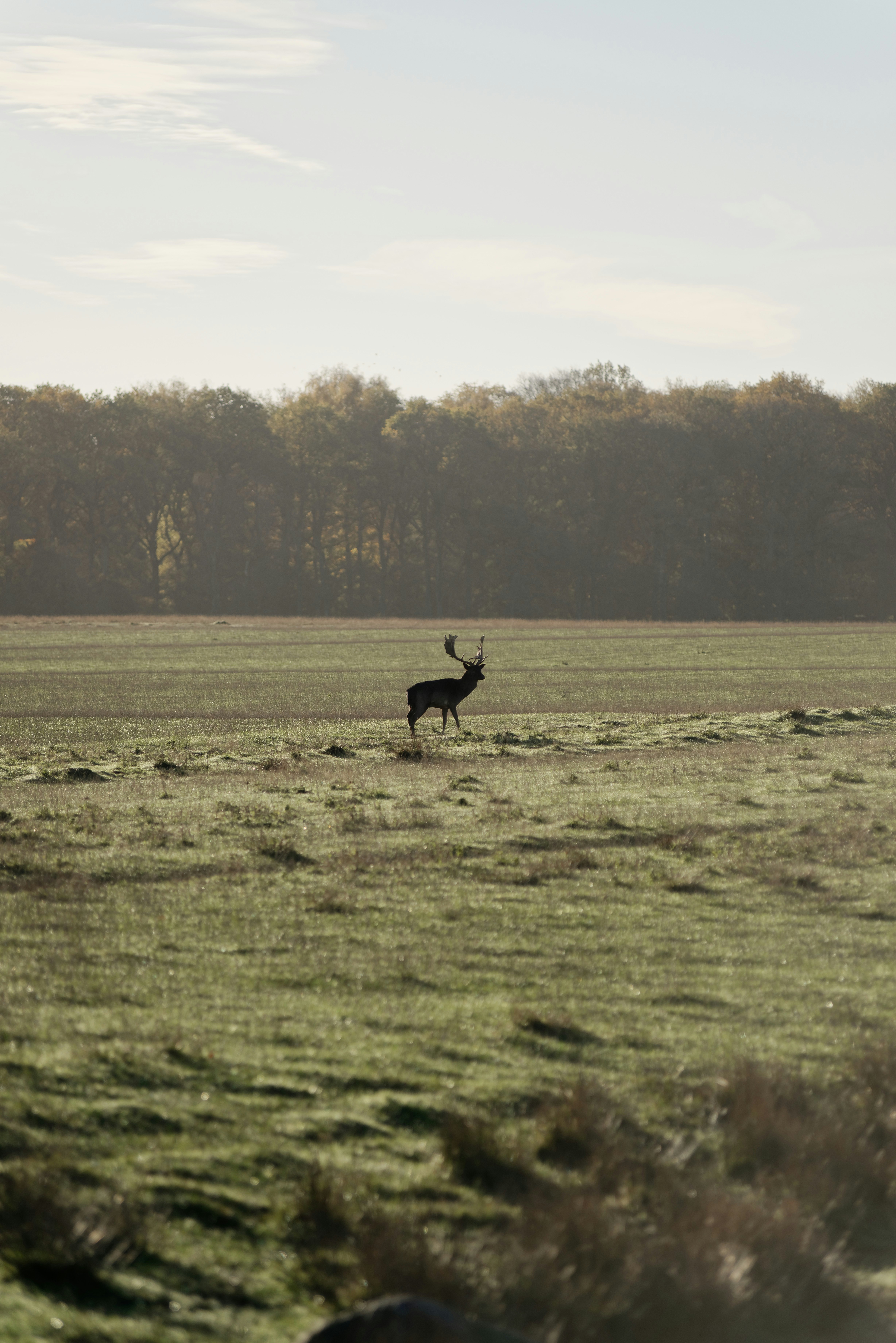 dyrehaven denemarken herten