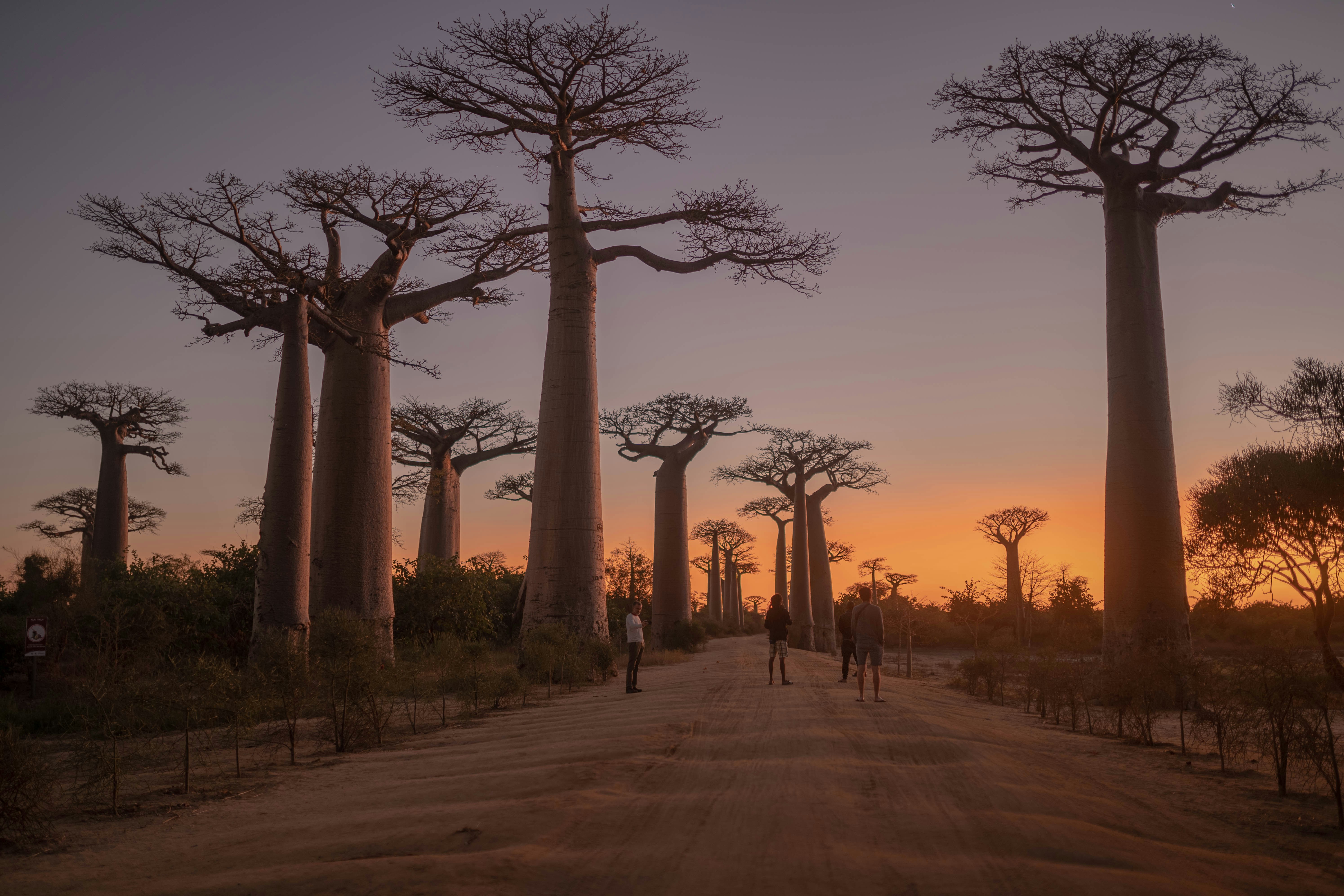spiny forest madagascar