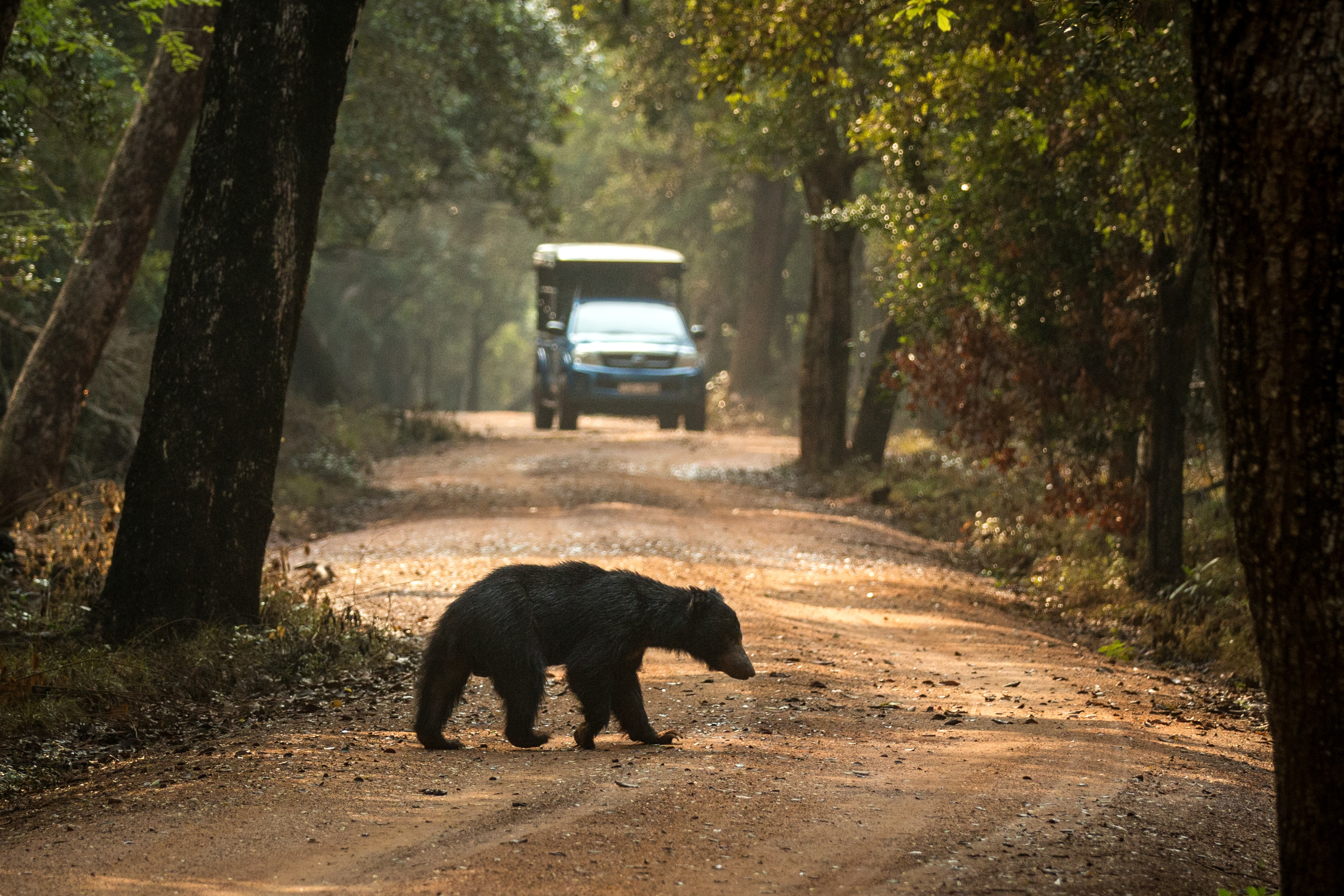 wilpattu national park wild sloth bear