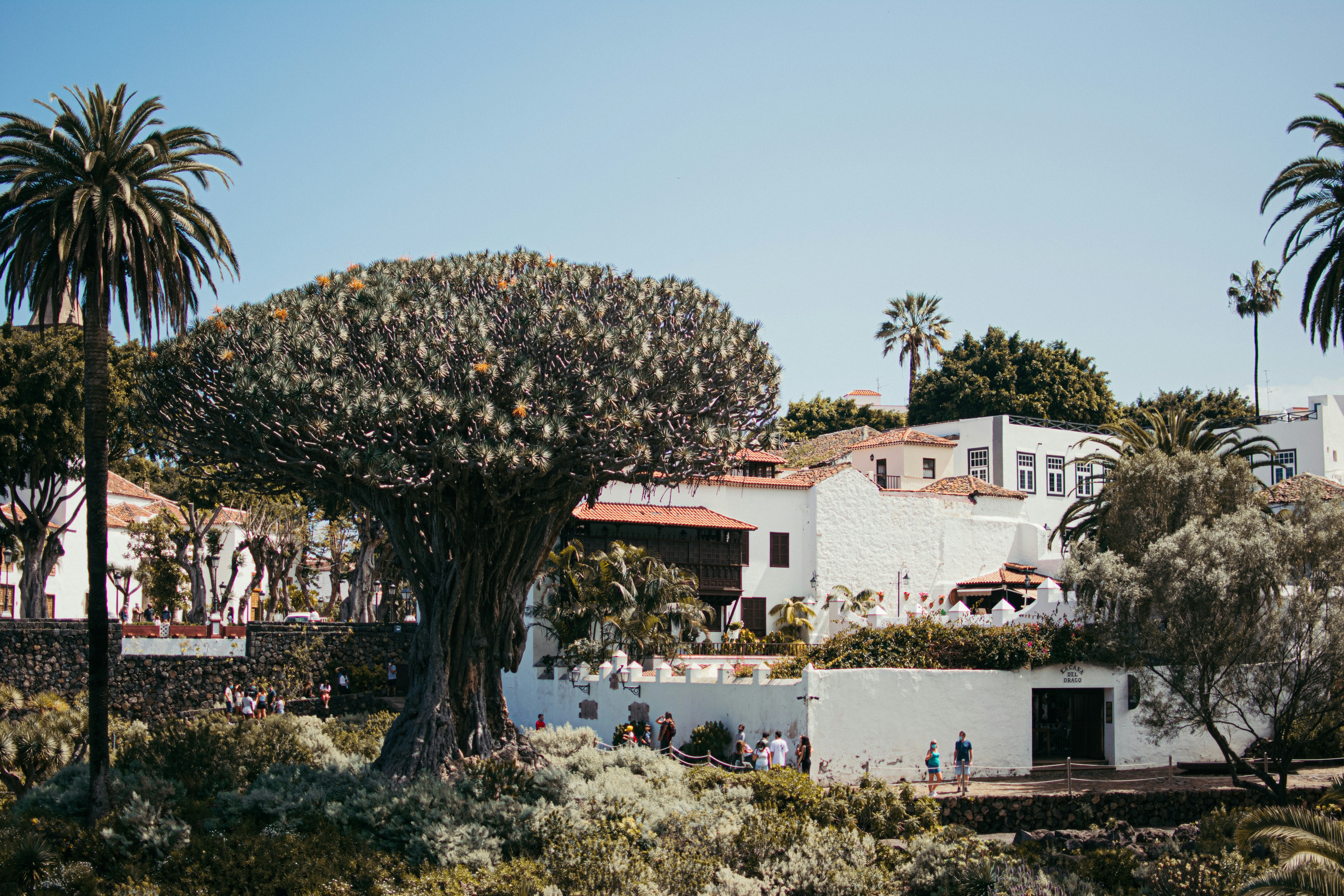 icod de los vinos tenerife