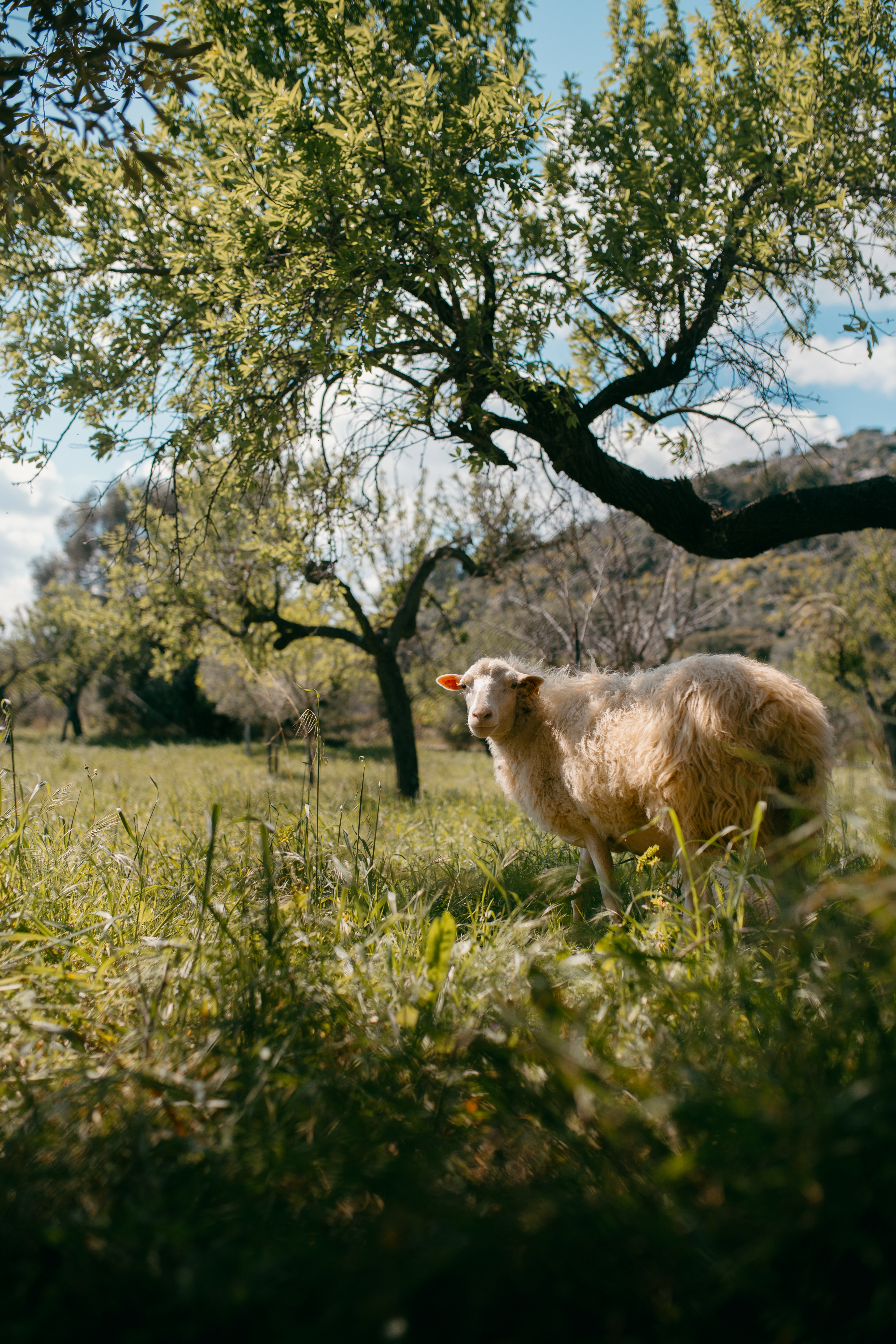 olive grove and serra countryside