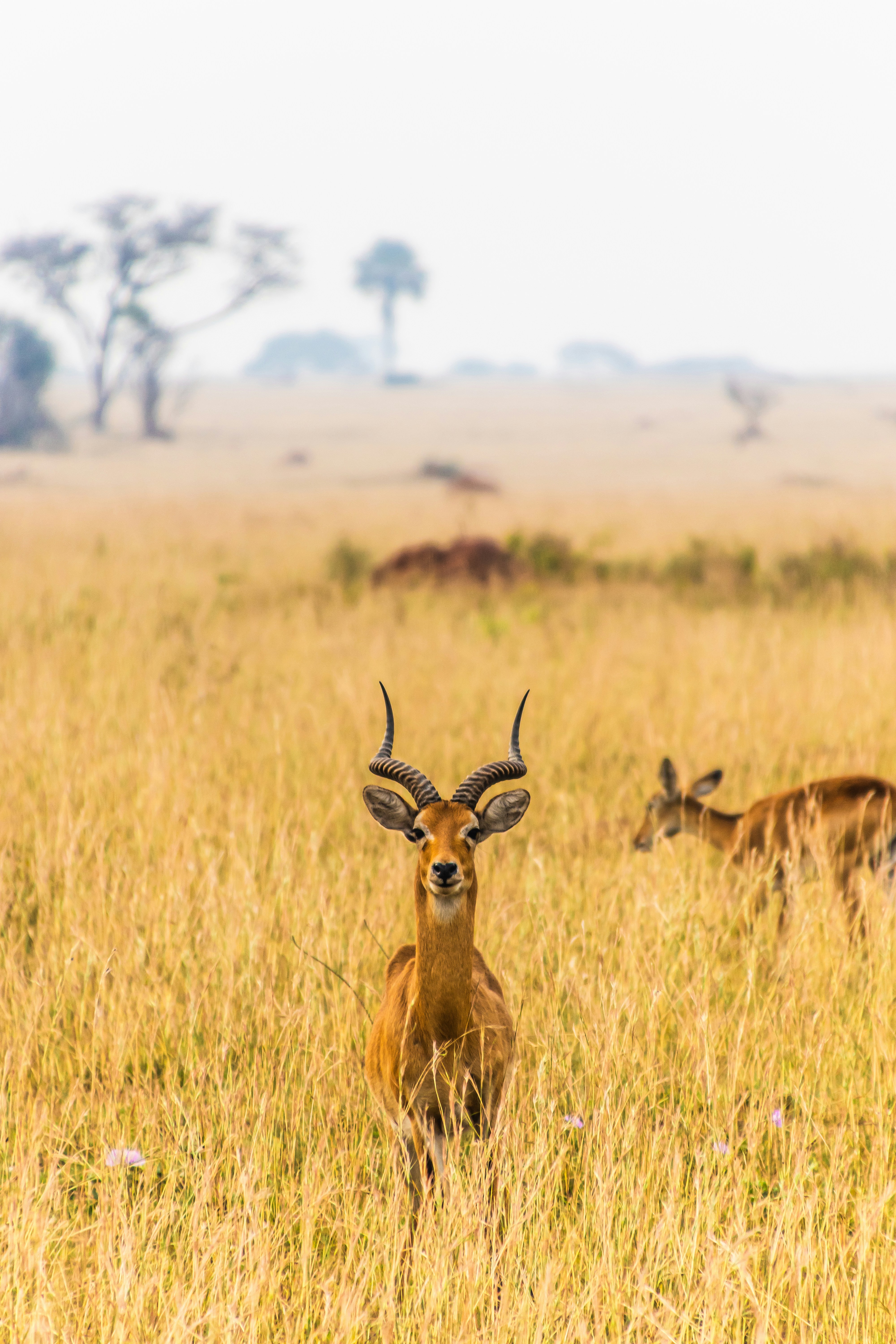 antilope