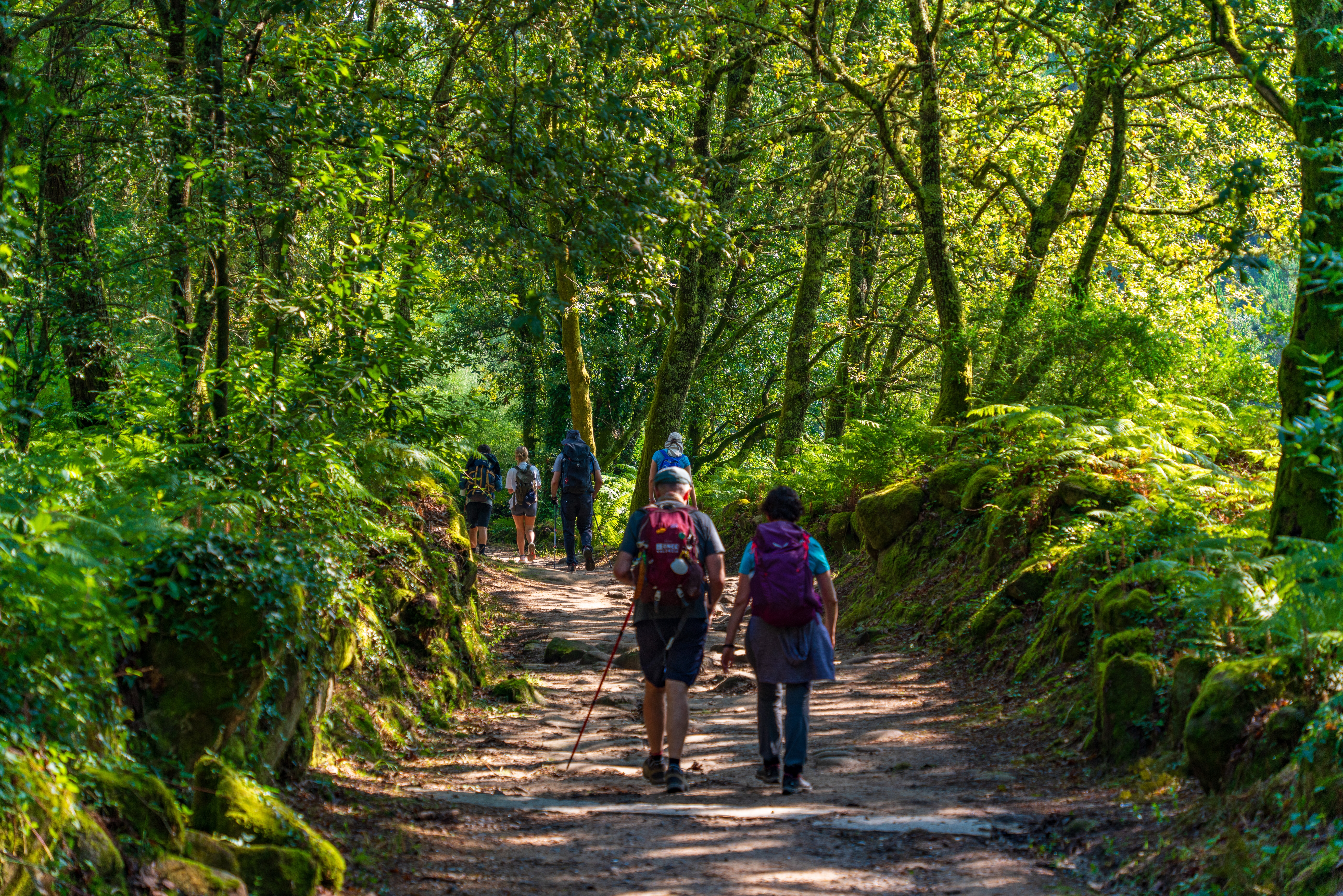pilgrims walking in the woods on camino de santiago in pontevedra spain