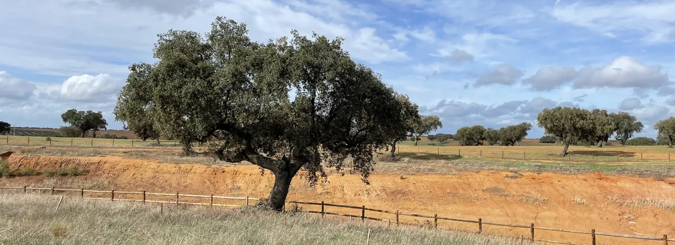 alentejo boom op de vlakte portugal