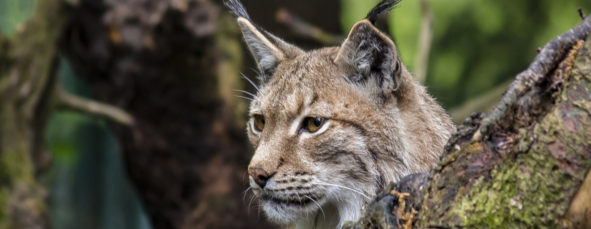 cover de kroatische natuur laat je niet lynx liggen