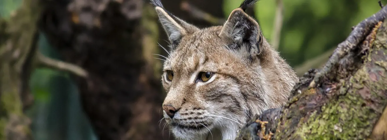 cover de kroatische natuur laat je niet lynx liggen