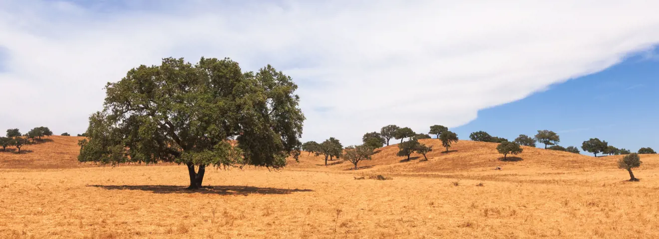 cover het allerbeste uit de alentejo