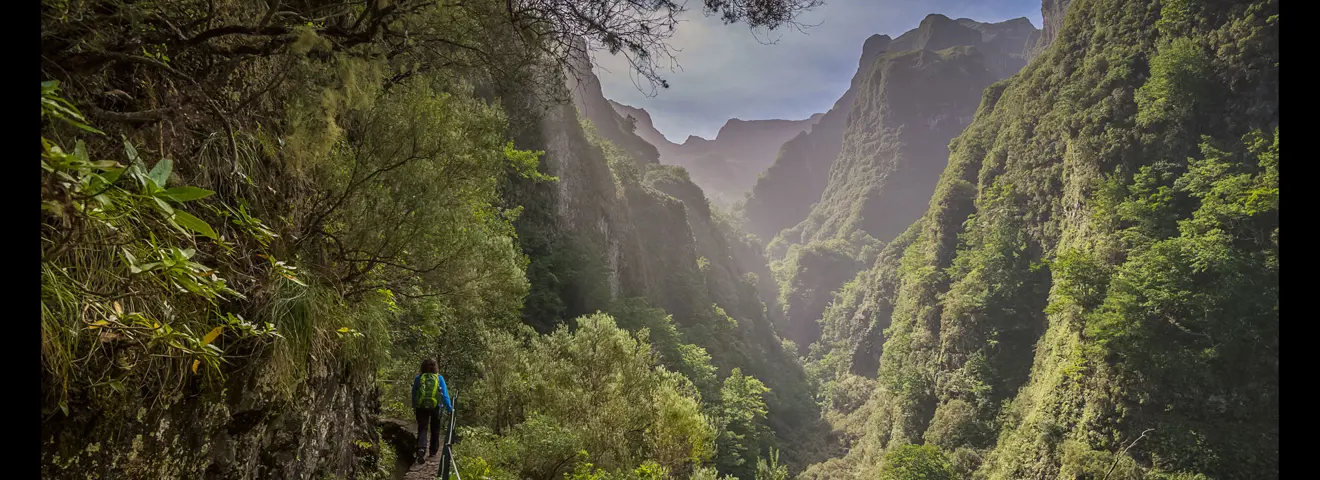 cover het laurissilva woud op madeira
