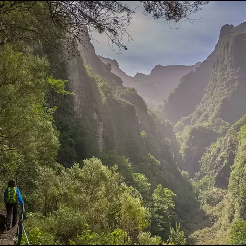 Het Laurissilva-woud op Madeira