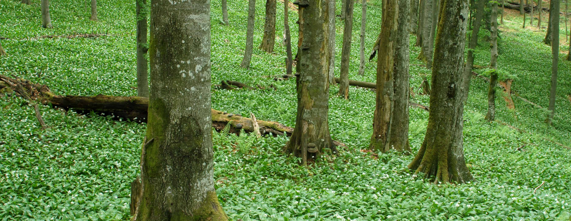 cover hiking in slovenie door het oerbos van krokar