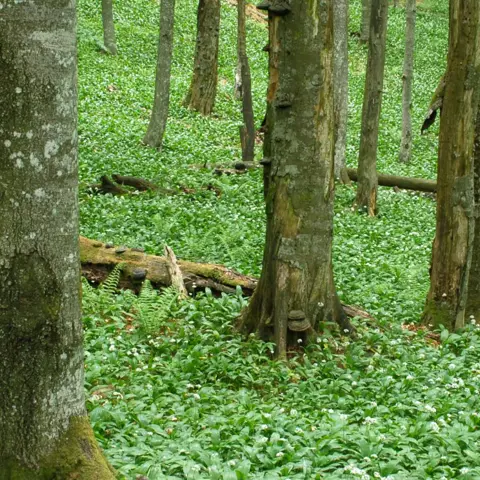 Hiking in Slovenië door het oerbos van Krokar