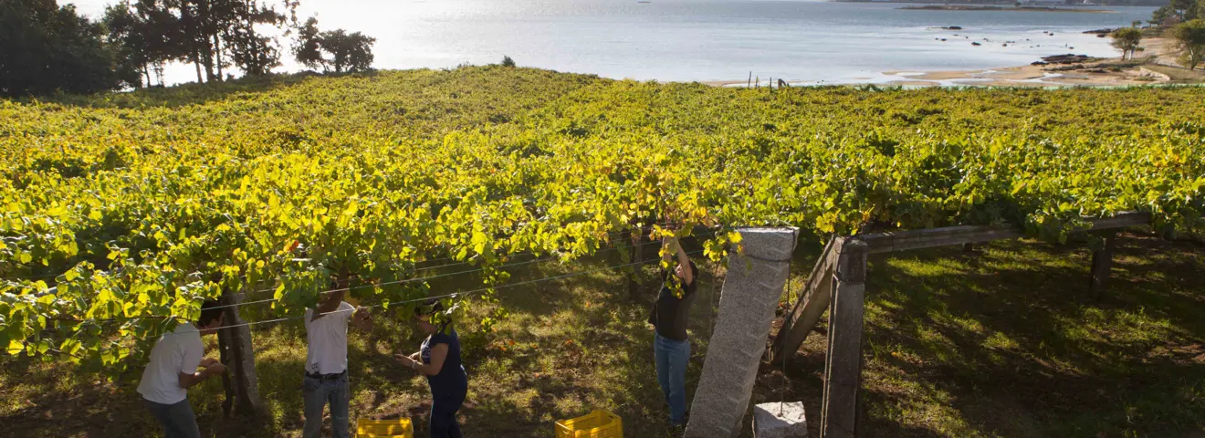 cover ontdek spanje aan de hand van zijn wijnen