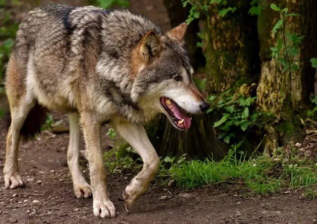 section de kroatische natuur laat je niet lynx liggen 5