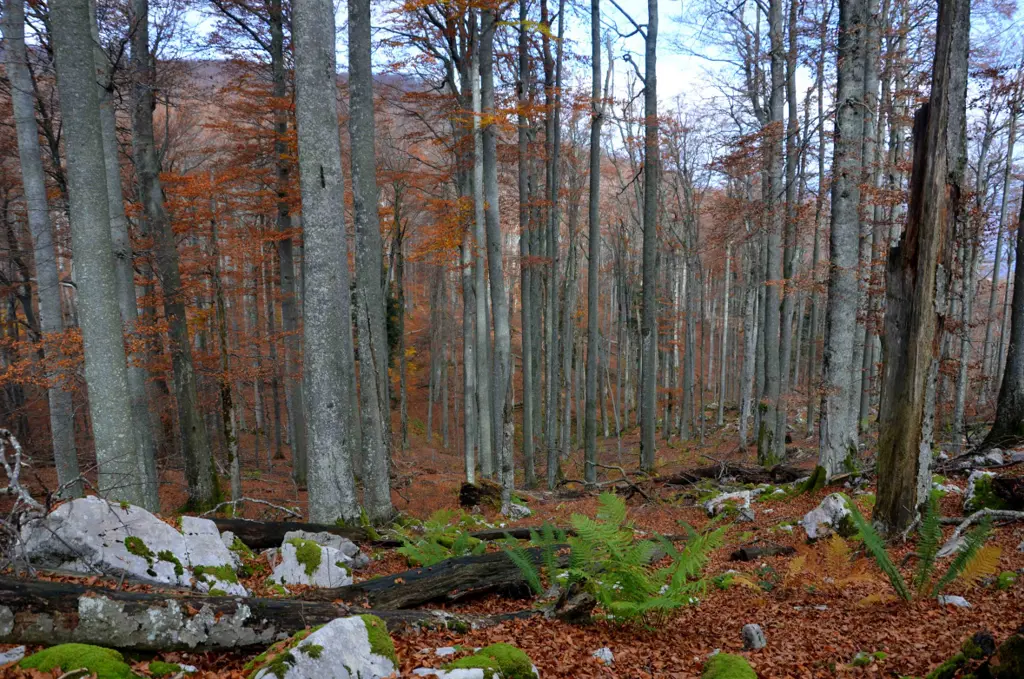 section hiking in slovenie door het oerbos van krokar 0
