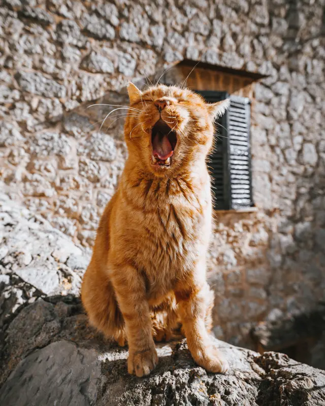 cat valdemossa spain unsplash