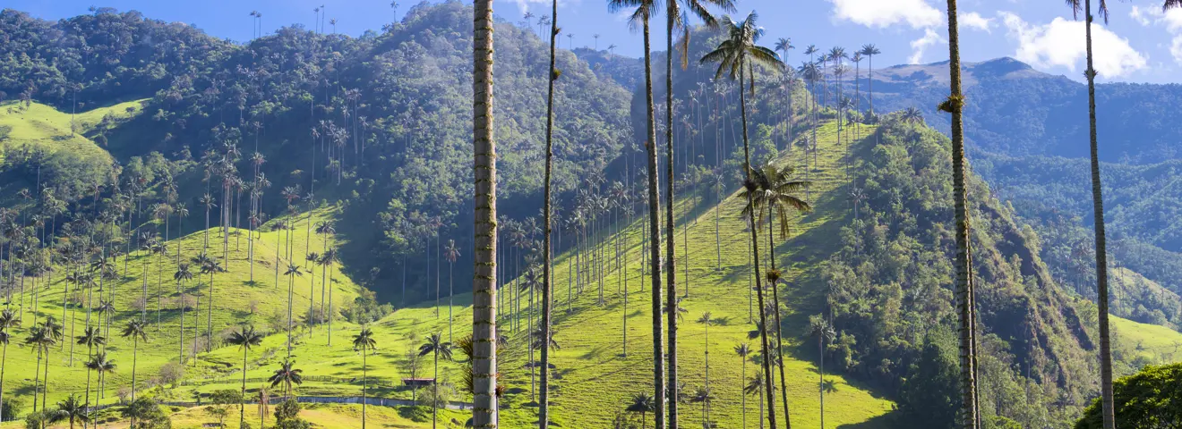 cocora vallei in de zon