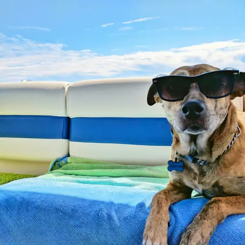 Vakantie met je hond: tips voor een zorgeloze reis