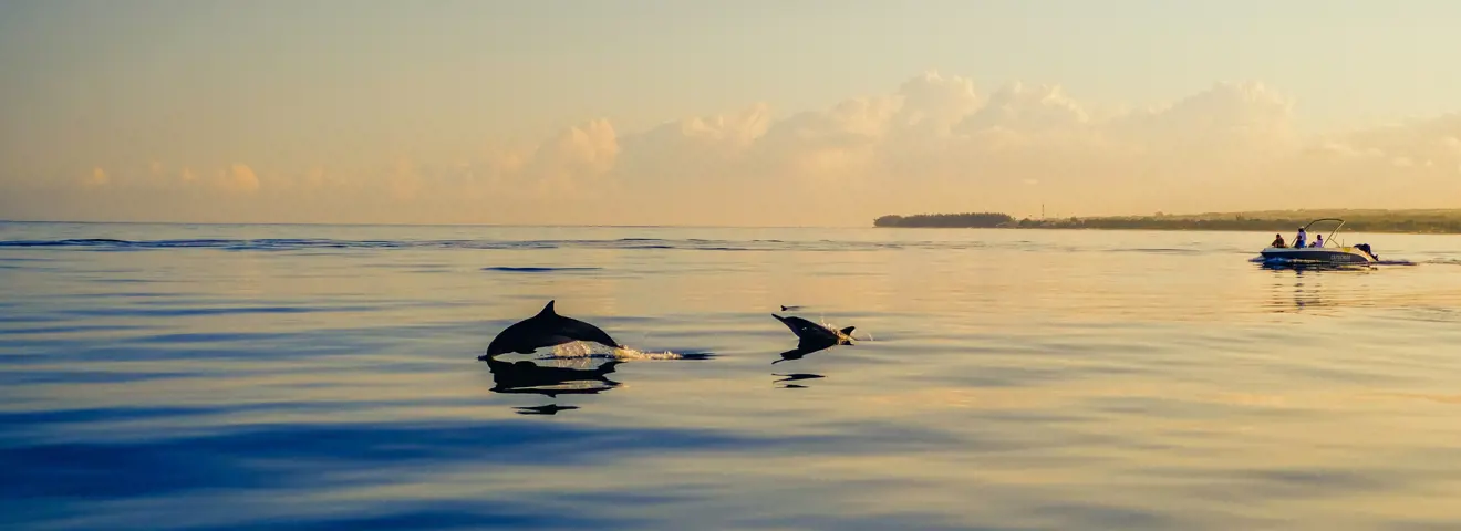 dolphins coastline