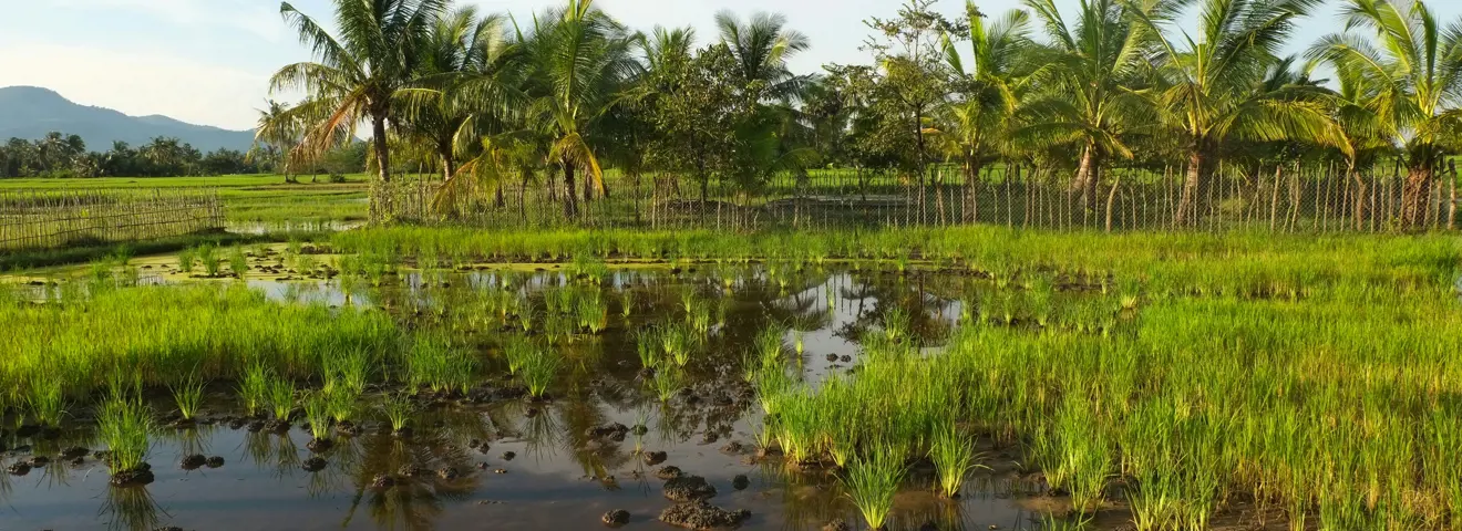 fish island kampot cambodia