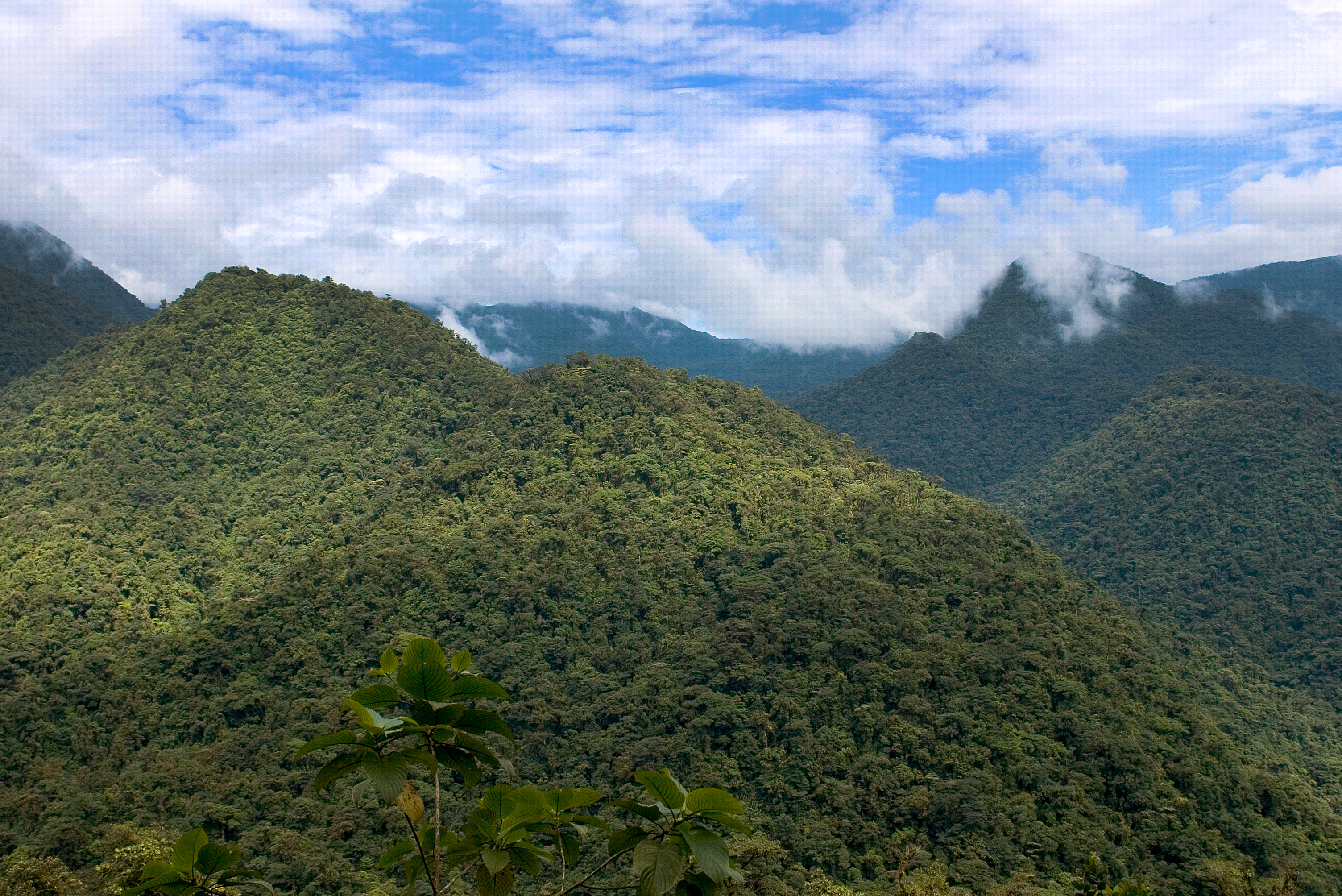 forest braulio carrillo