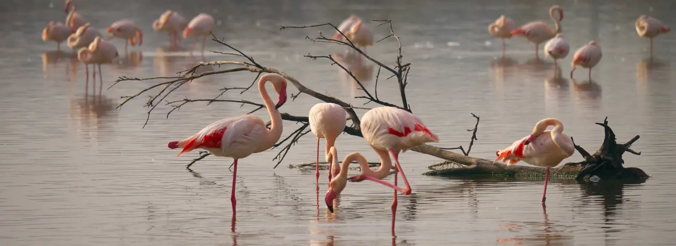 frrr0017 flamingo camargue