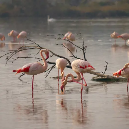 frrr0017 flamingo camargue