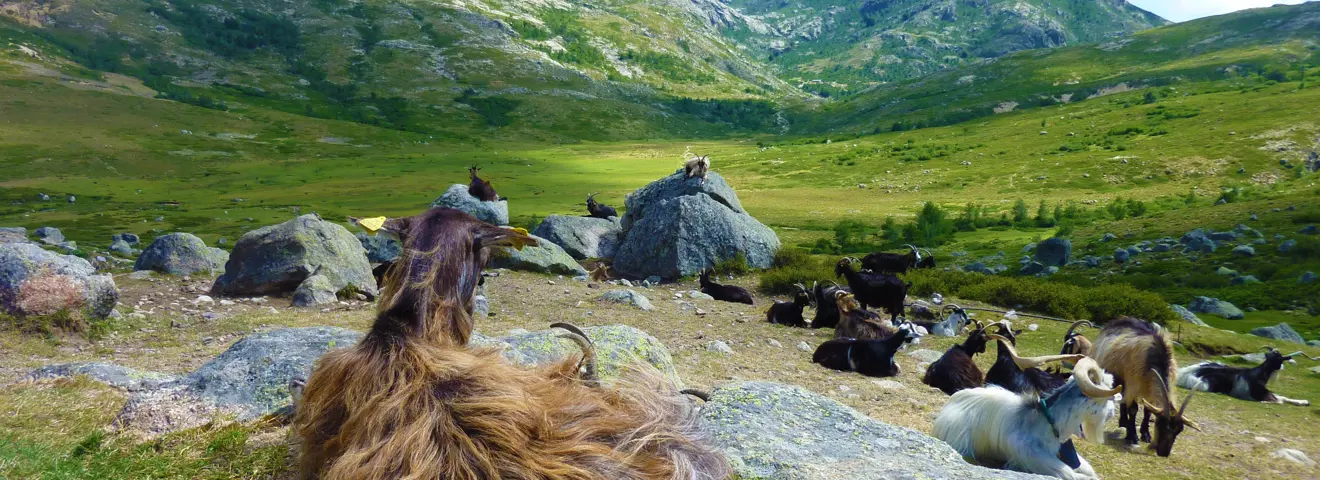 frrr0020 geiten cap corse