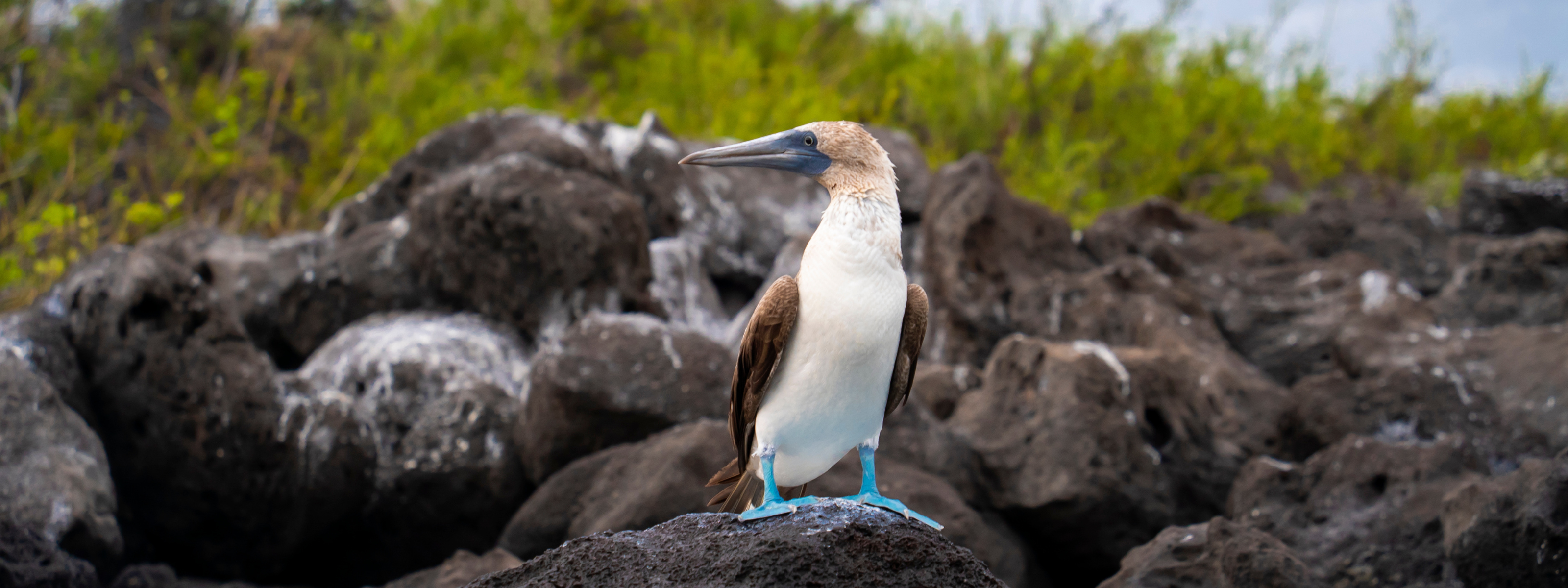 galapagos eilanden blauwvoetgent